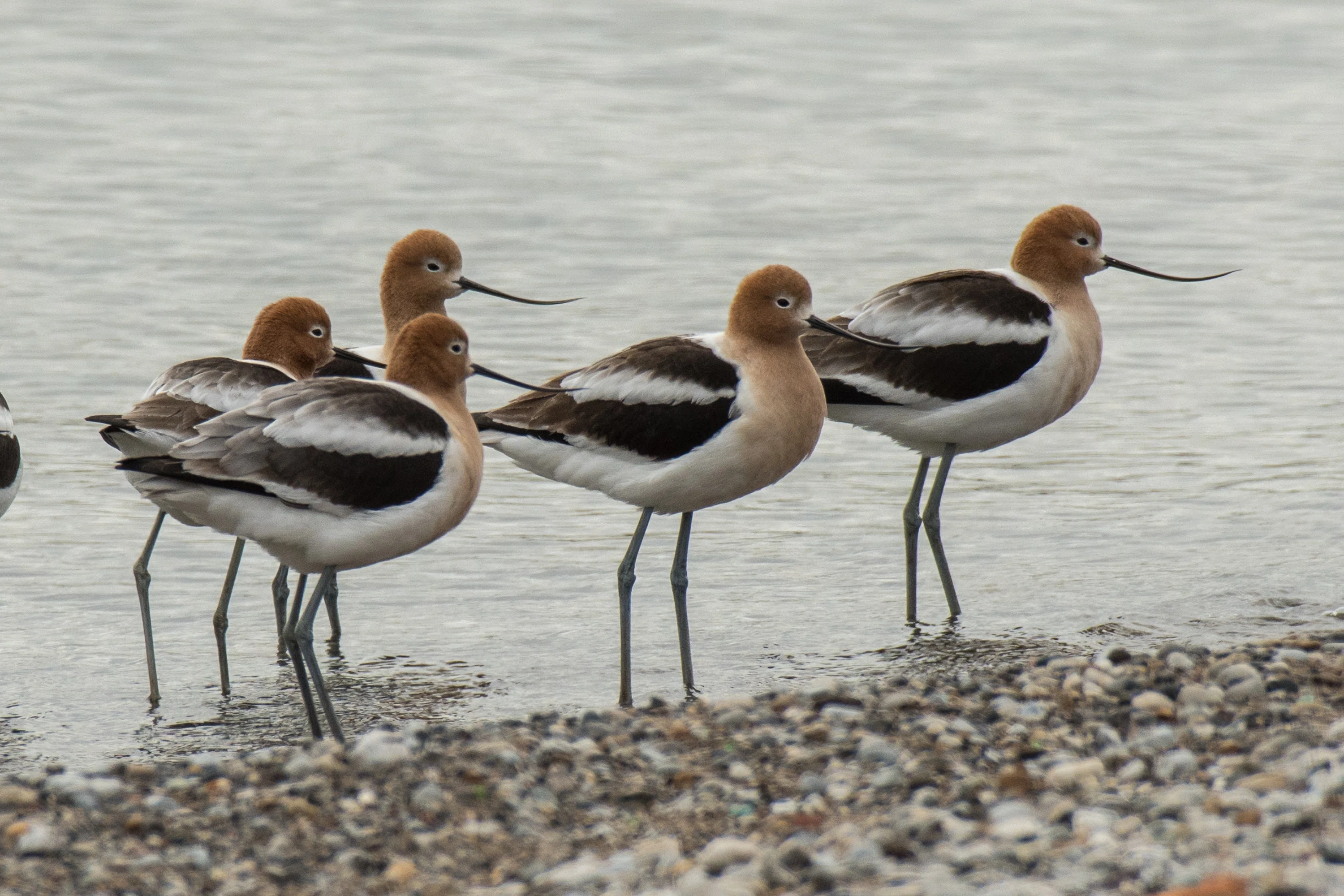 シカゴでバードウォッチング！】 American Avocet アメリカ反嘴丈高鷸 