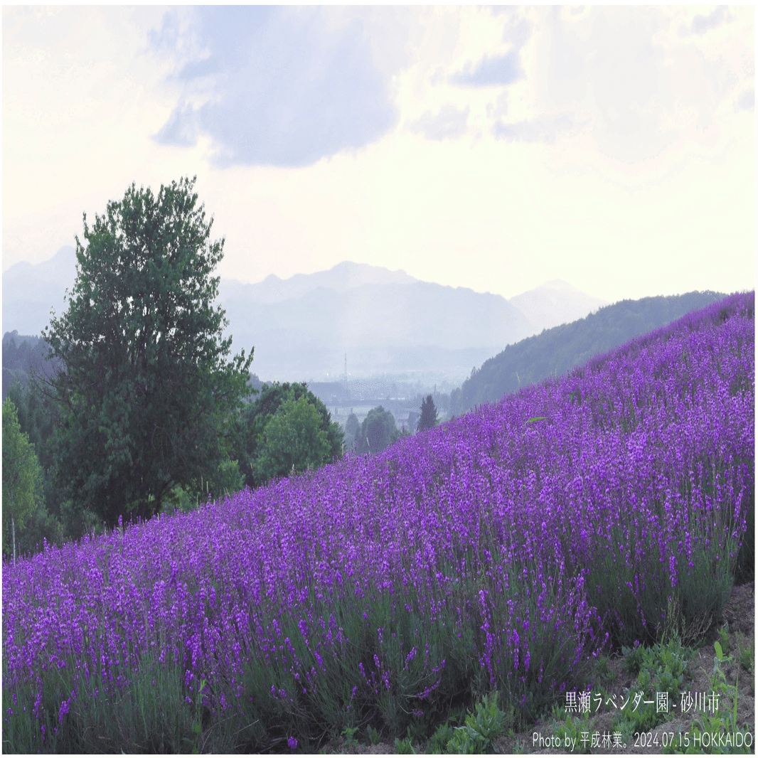 3年ぶりに訪れた砂川市のラベンダー園が美しすぎたので見て