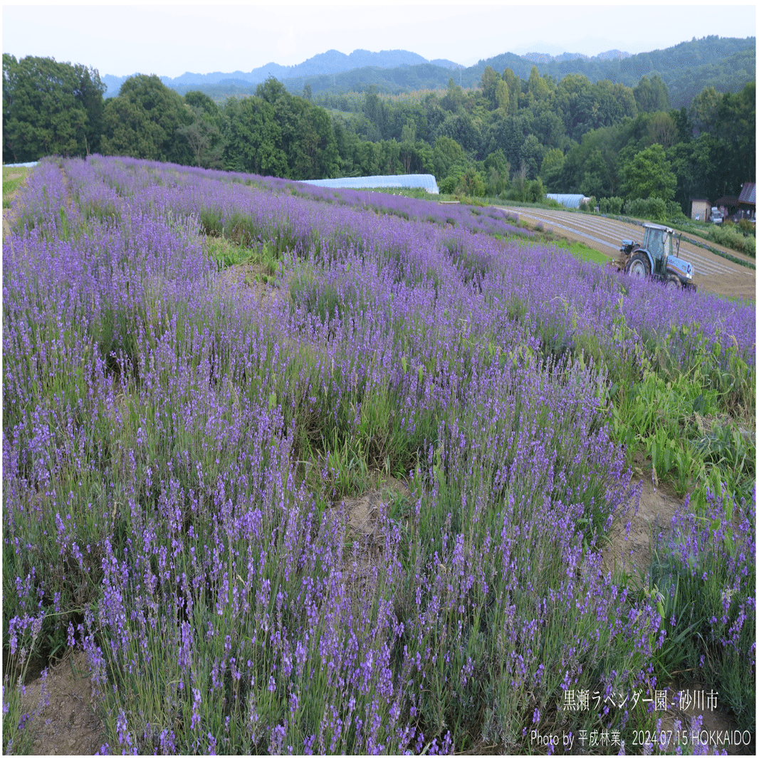 3年ぶりに訪れた砂川市のラベンダー園が美しすぎたので見て