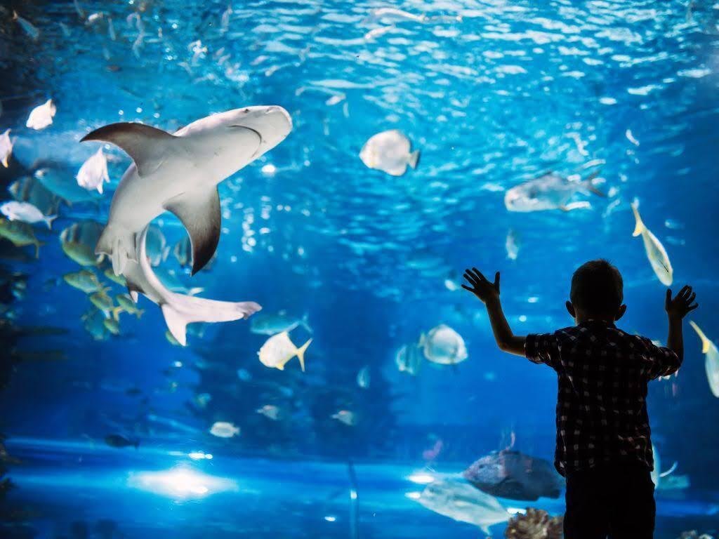 WELBOXでおトクに楽しむ 夏の観光・レジャー特集｜フリパラ（フリーランス協会公式note）