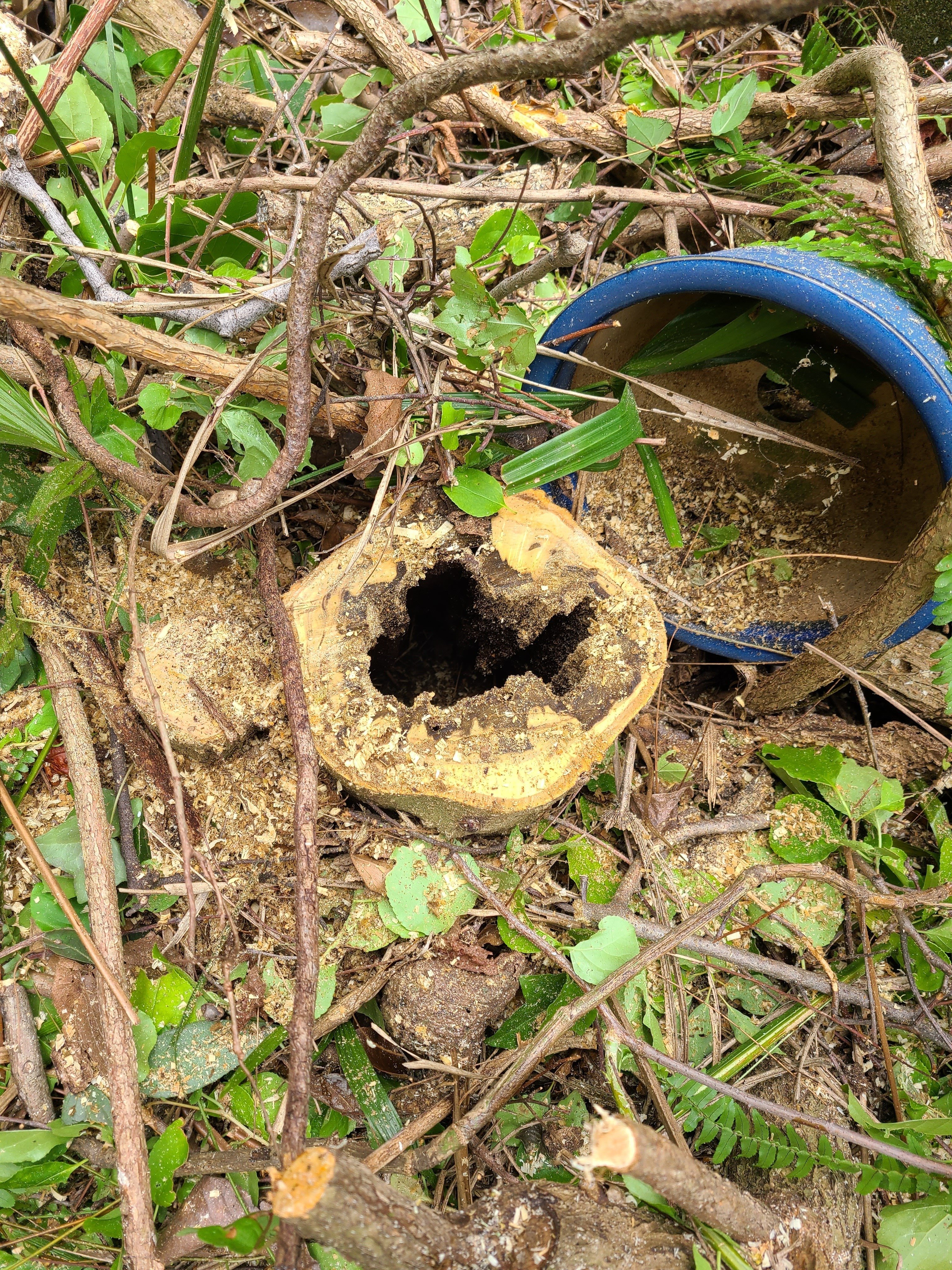 枯れ枝は放置厳禁！樹木にとっての悪影響と対策｜midoritoridori
