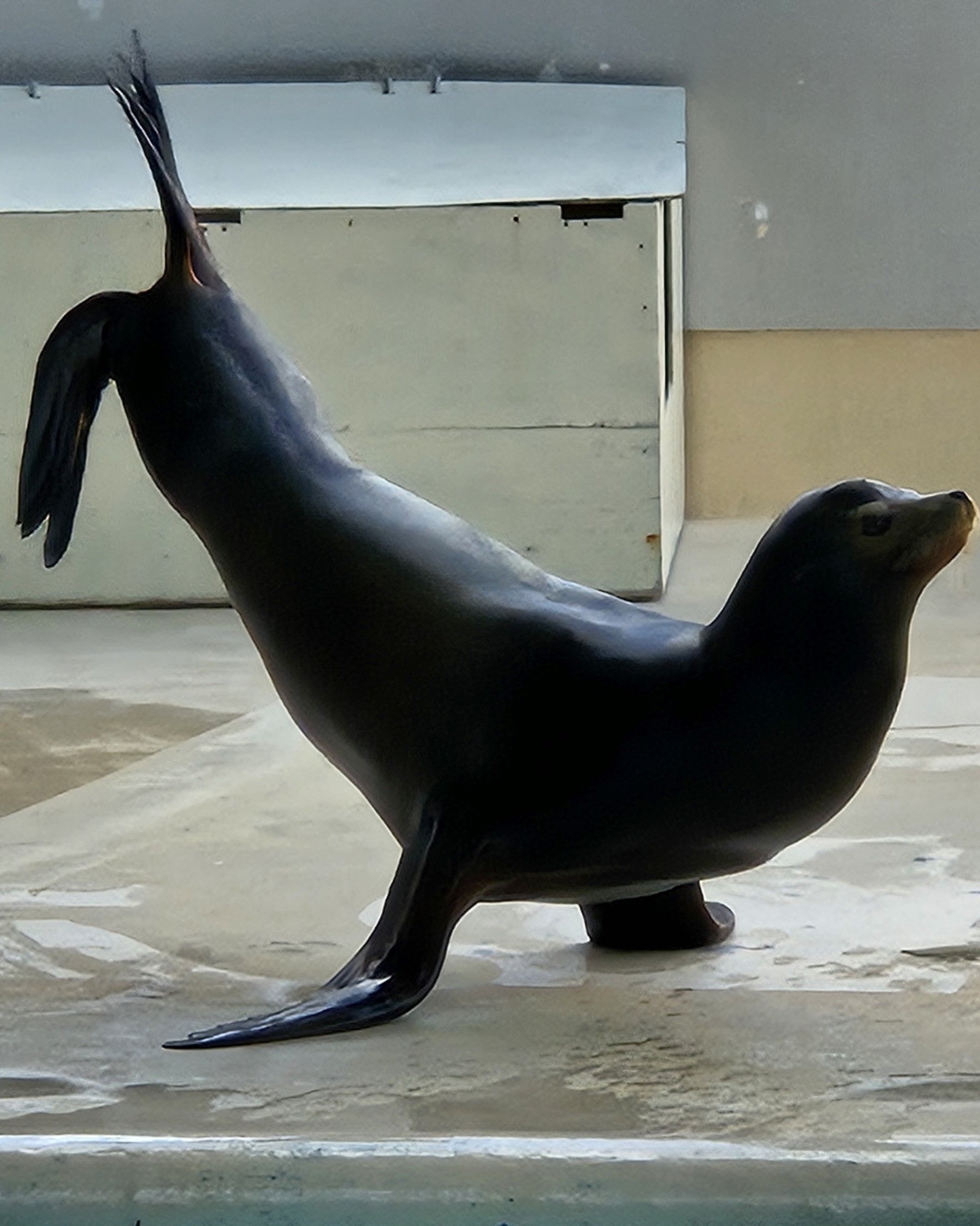 鰭脚類　犬歯 The Lost Universe 古代の巨大鰭脚類①鰭脚類の始まり｜美原さつき