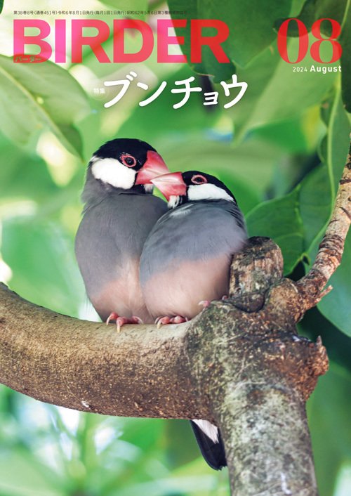 BIRDER8月号の見どころ｜ブンイチ（文一総合出版）
