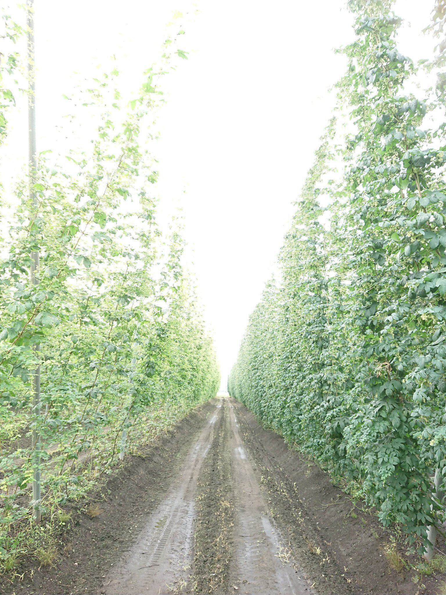 ホップの事2024年｜花の館の植物の育て方