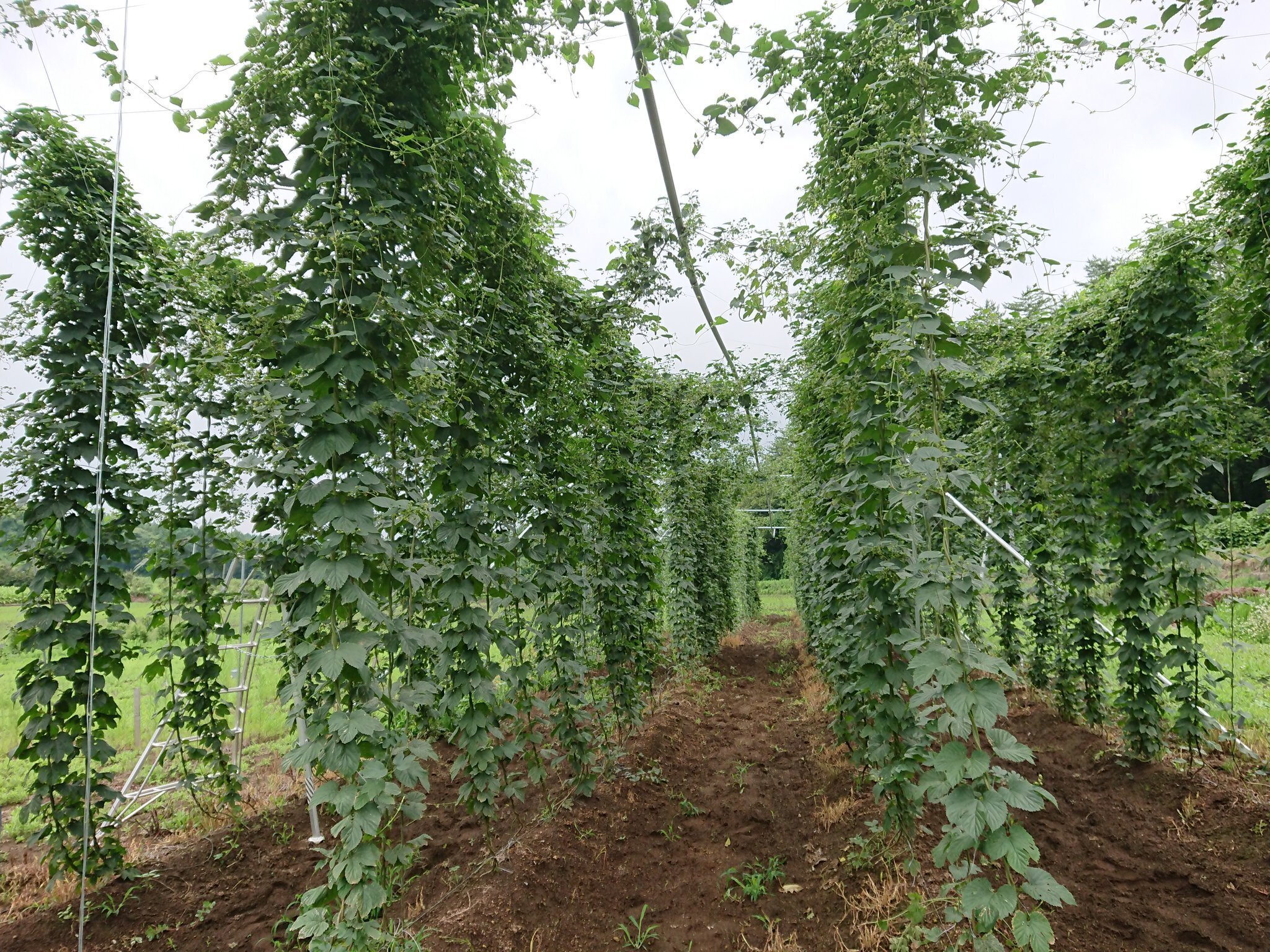 ホップの事2024年｜花の館の植物の育て方
