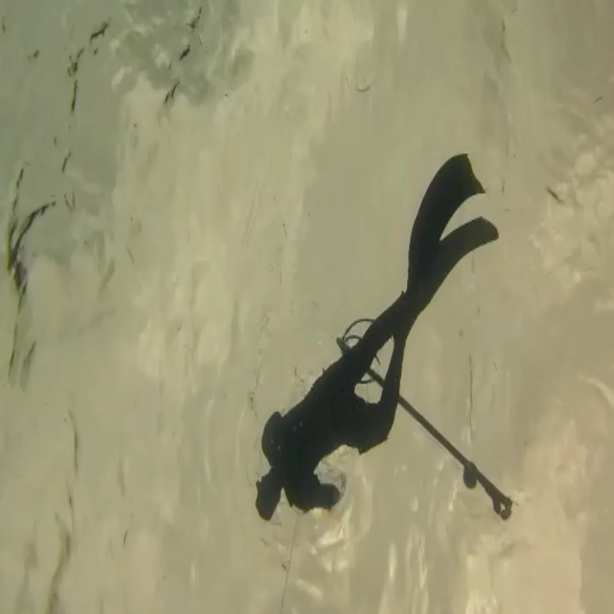 Freediving】【スピアフィッシング】 スピアガンでの魚突きはスポーツ
