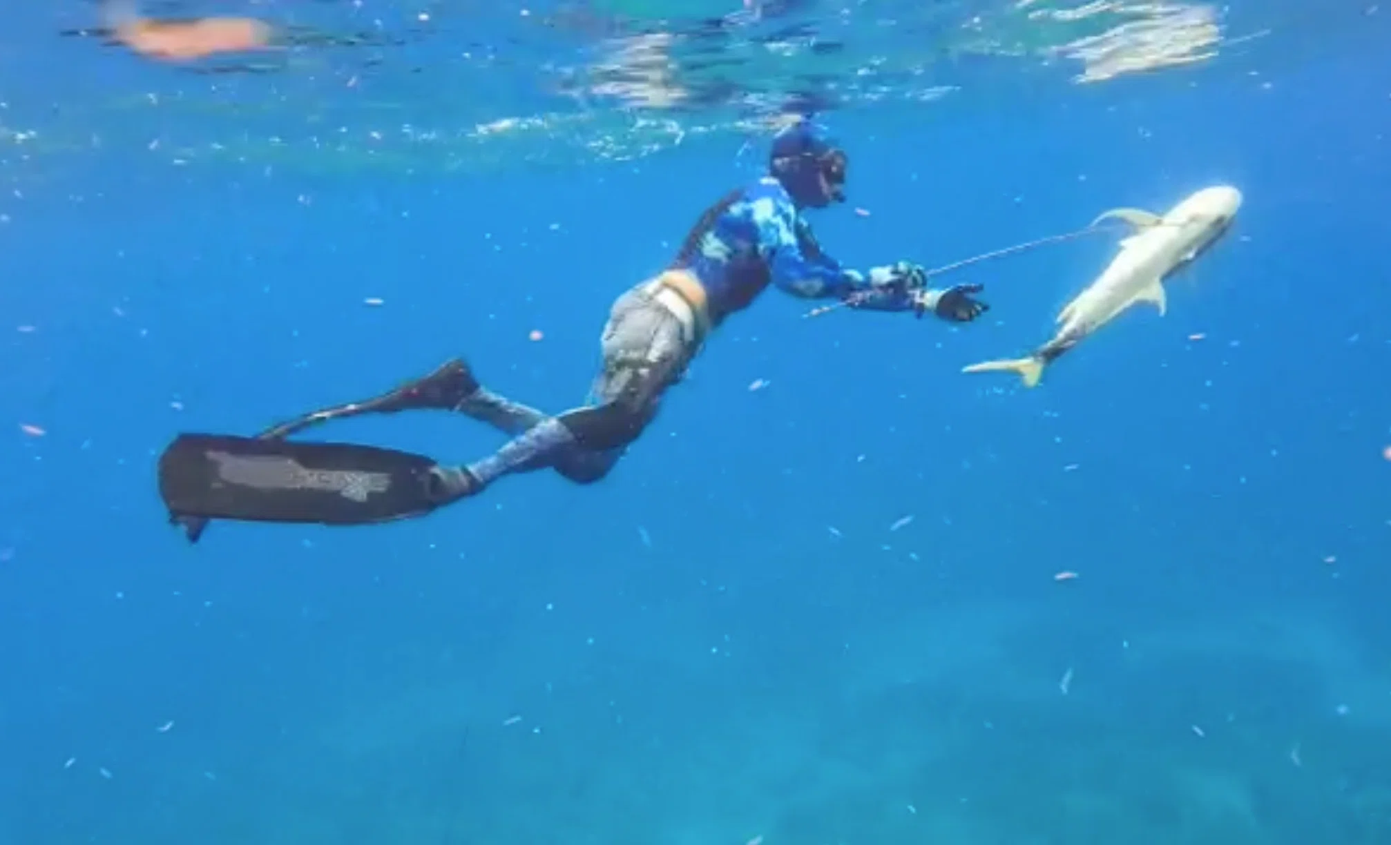 Freediving】【スピアフィッシング】 スピアガンでの魚突きはスポーツ