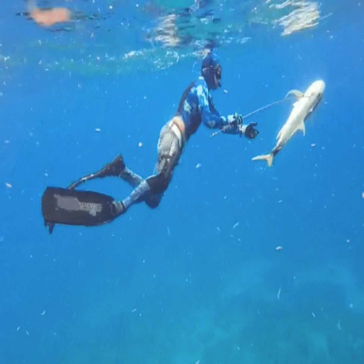 Freediving】【スピアフィッシング】 スピアガンでの魚突きはスポーツ