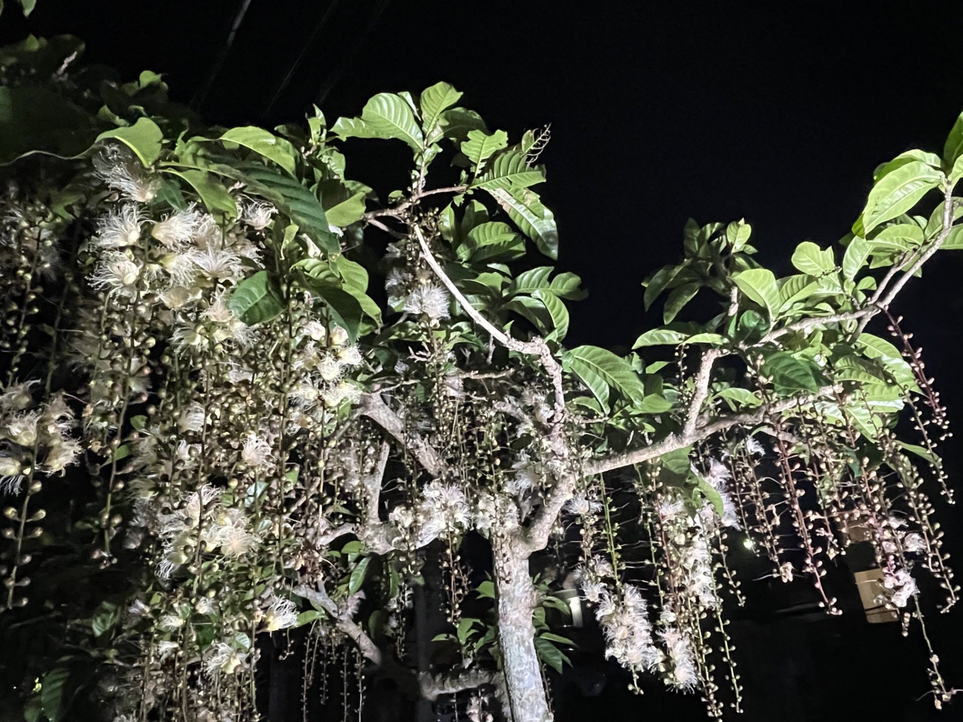 琉球の樹木　サガリバナ（白花個体） 琉球の樹木 サガリバナ（白花個体） サガリバナ（サガリバナ科） | 見