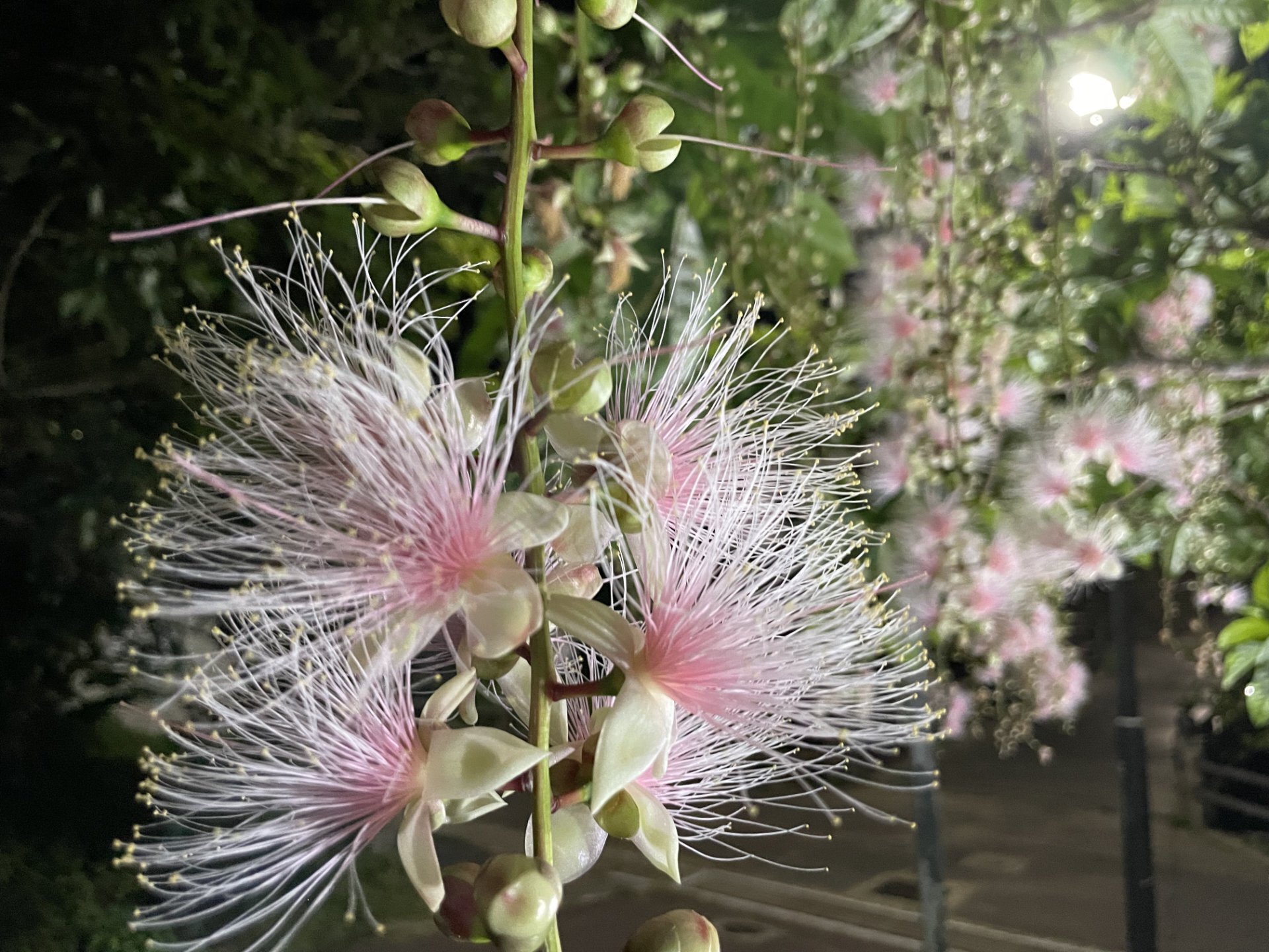琉球の樹木　サガリバナ（白花個体） サガリバナ | 山科植物資料館