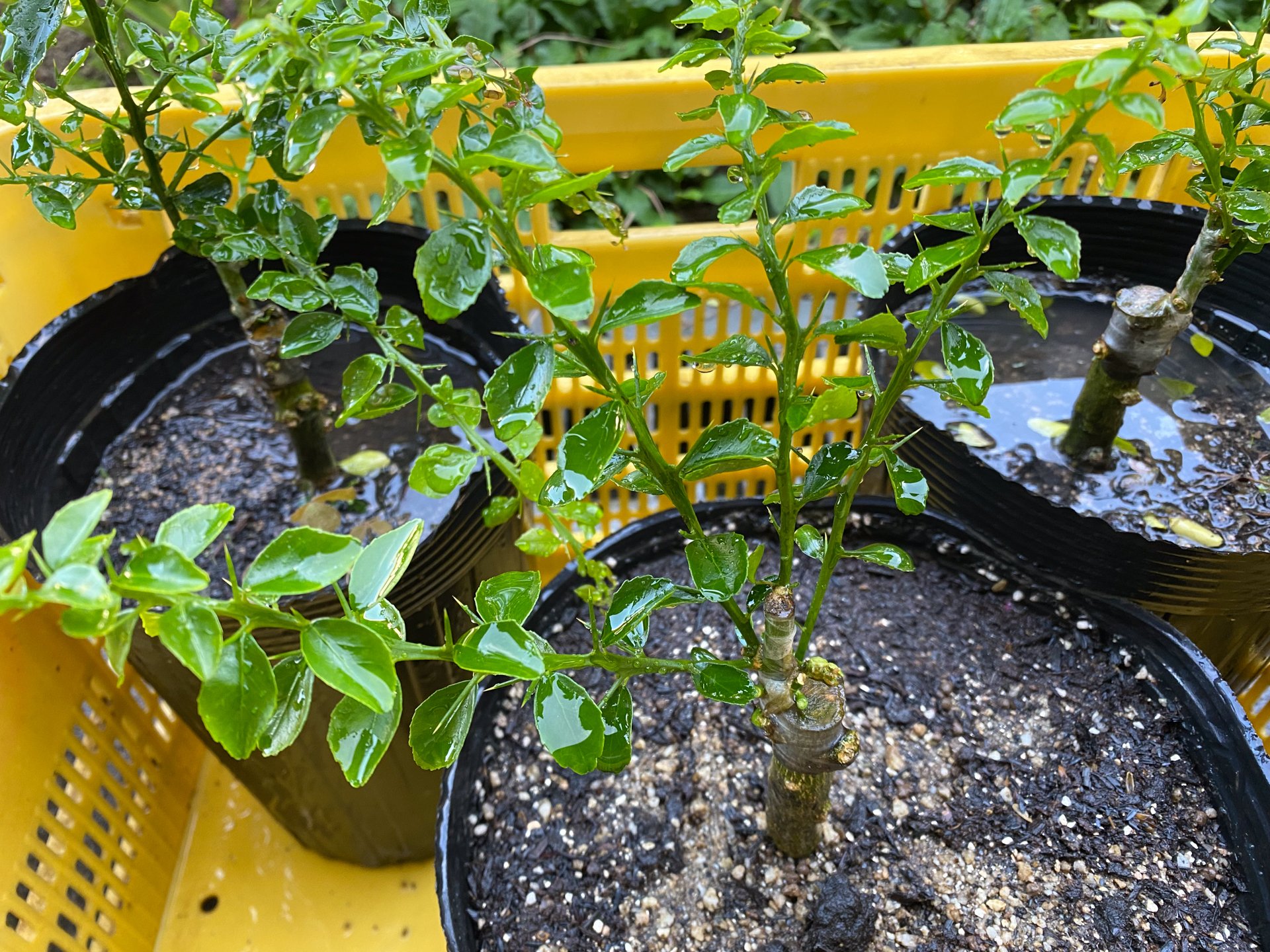 ライム大苗木 レモンの横に♪暴れてます元気な気オススメヽ