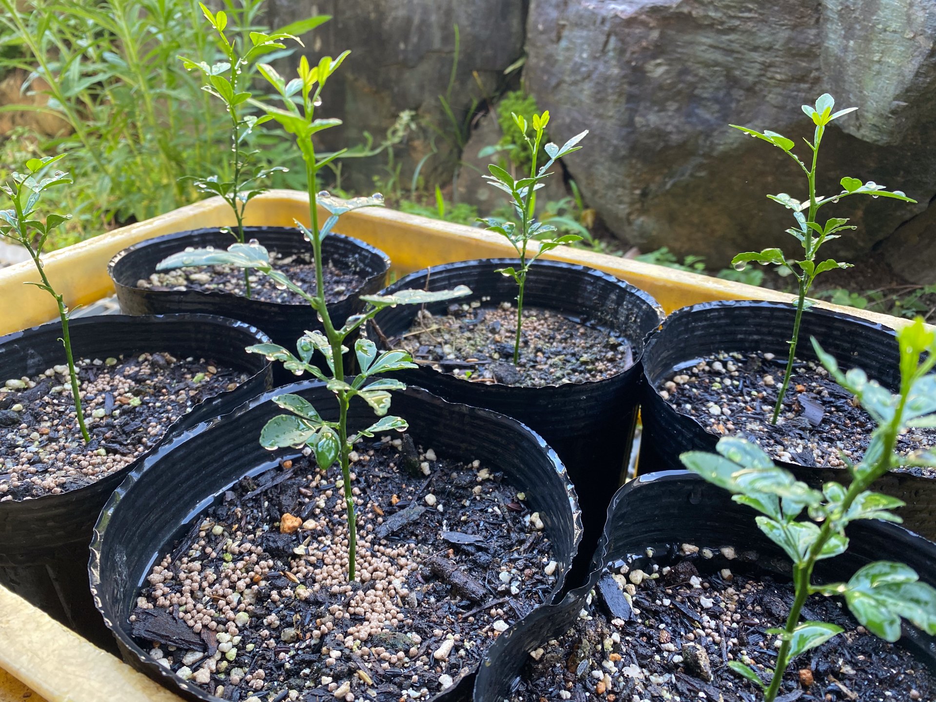 Tillandsia capillaris 欧州愛好家由来株 識別番号付 【公式通販】