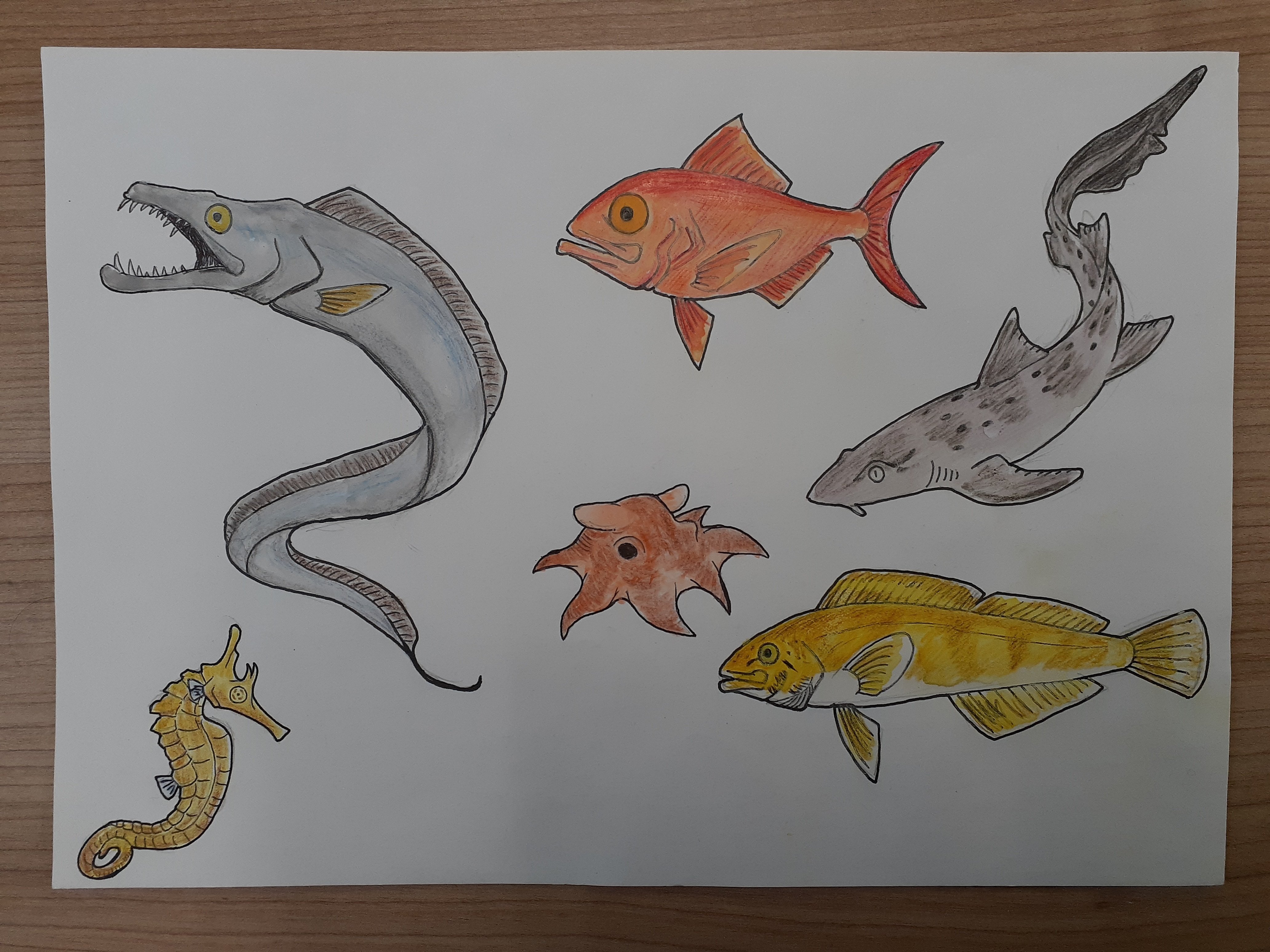 イラスト】さかなさかなさかな・総集編｜TechpanCreate（テクパン