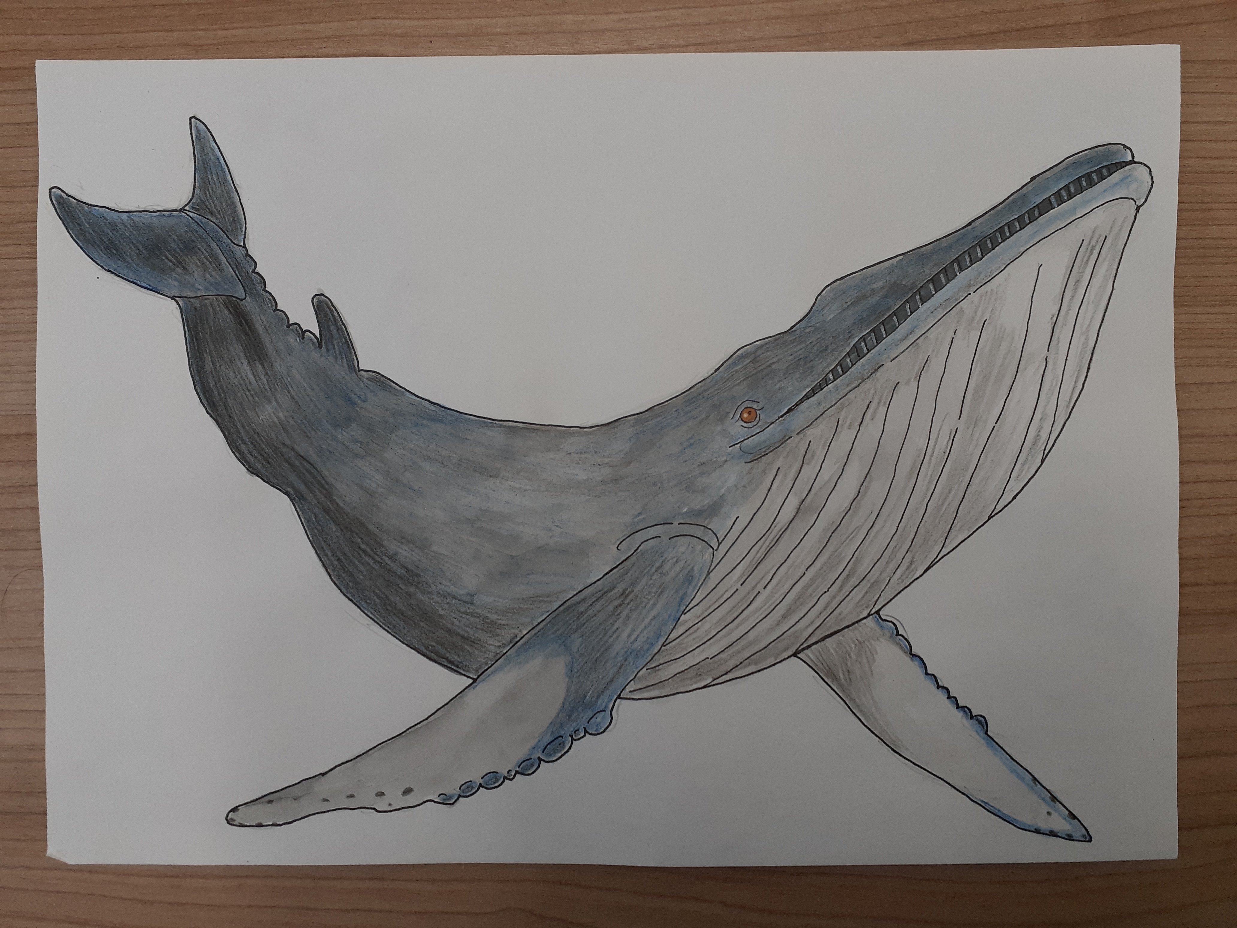 ★さかな さかな 9/1 さかな さかな 9/1 さかな ZX太刀魚 | 株式会社ベイシック