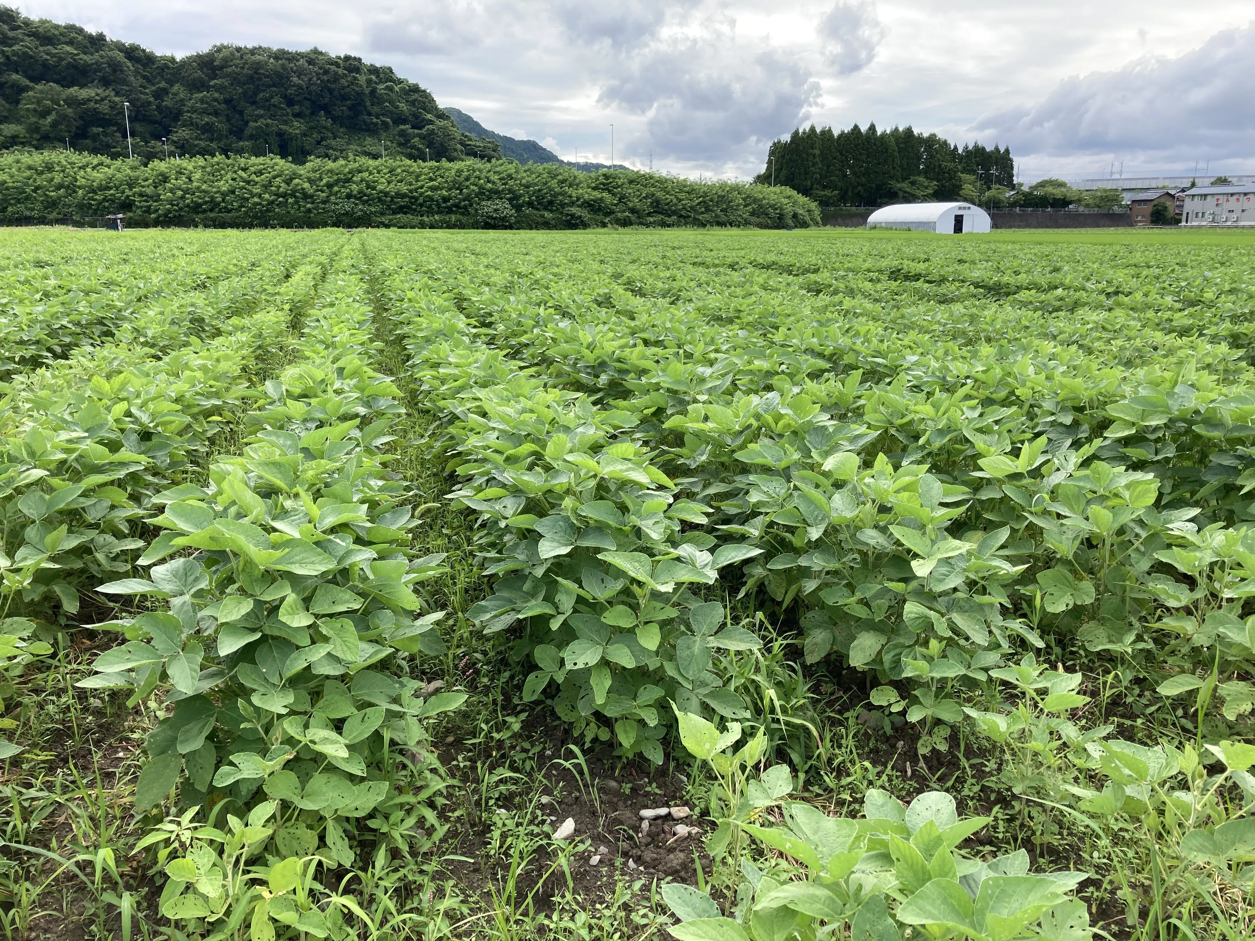 大型雑草イタドリが蔓延る｜マルカワみそ農園
