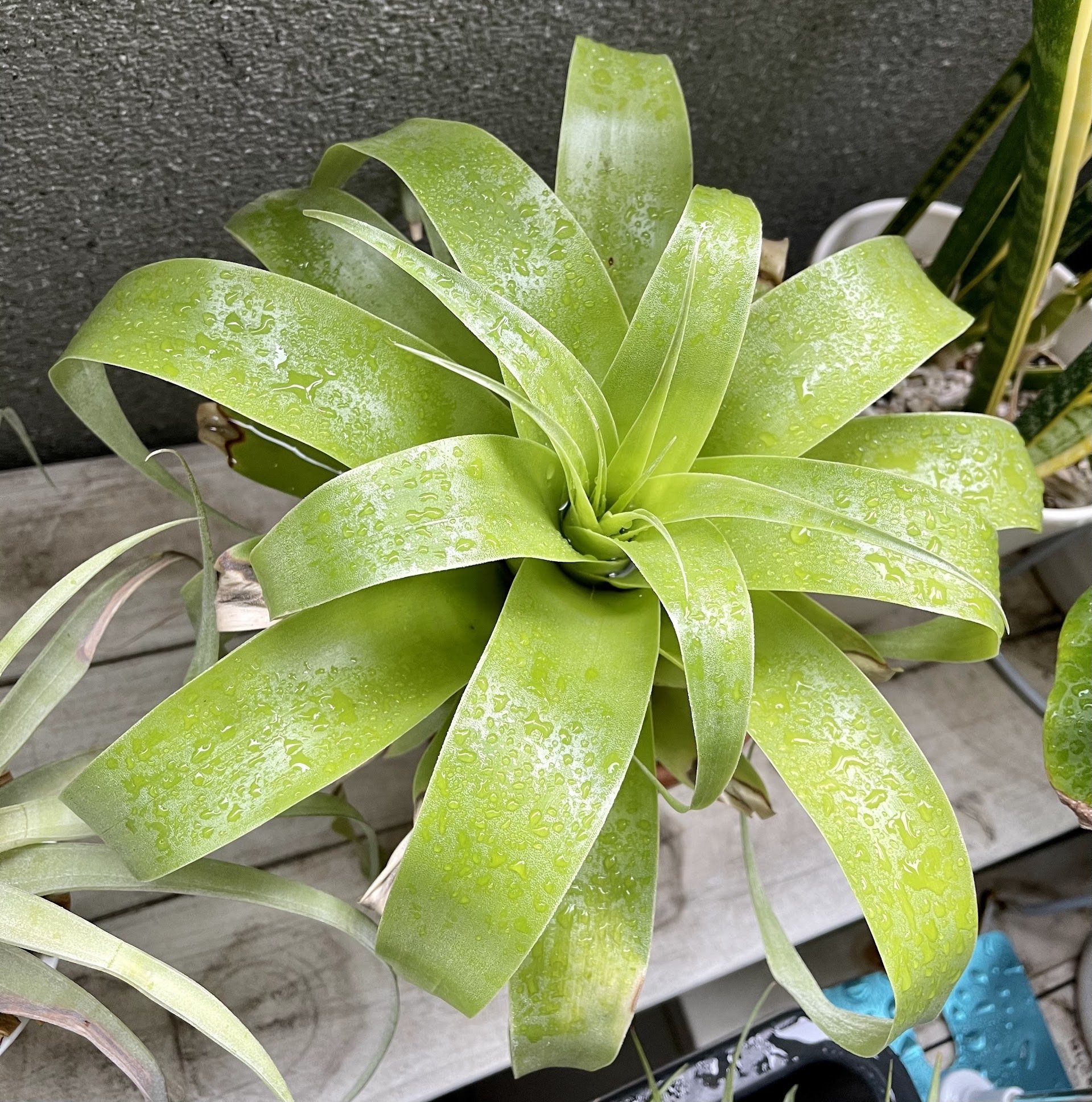 チランジア・サマンサ｜川獺るとら