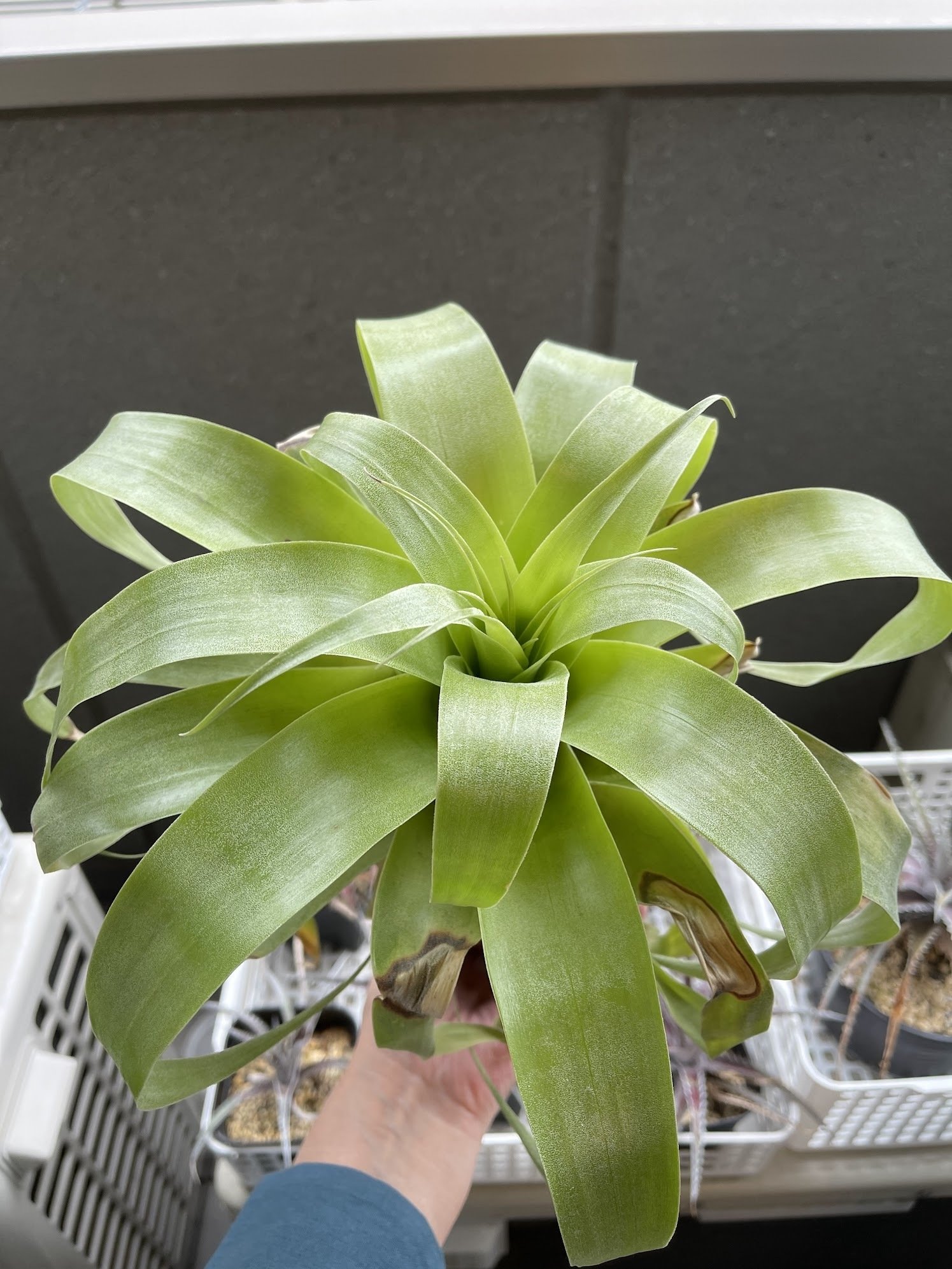 チランジア・サマンサ｜川獺るとら