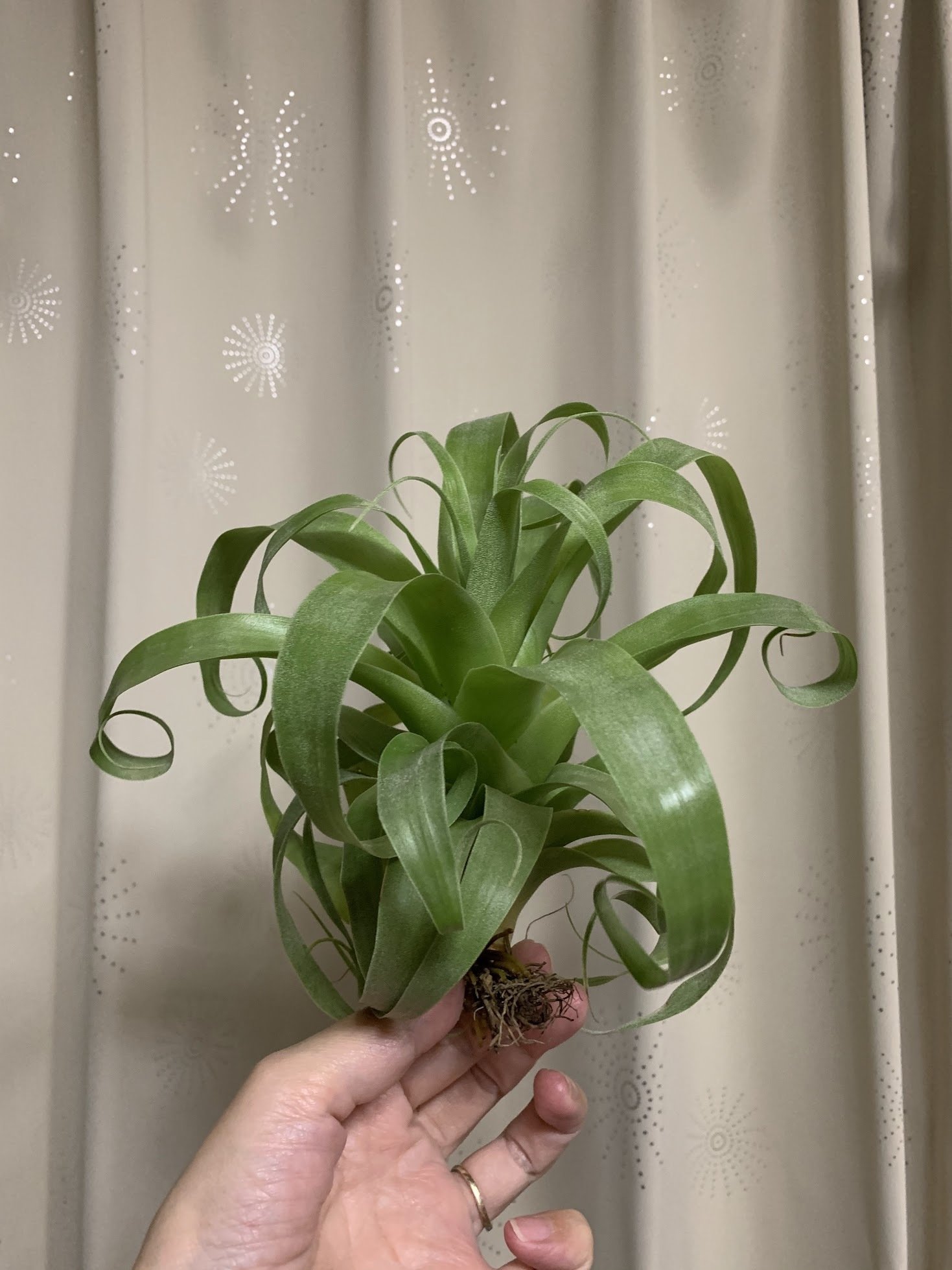 チランジア・サマンサ｜川獺るとら