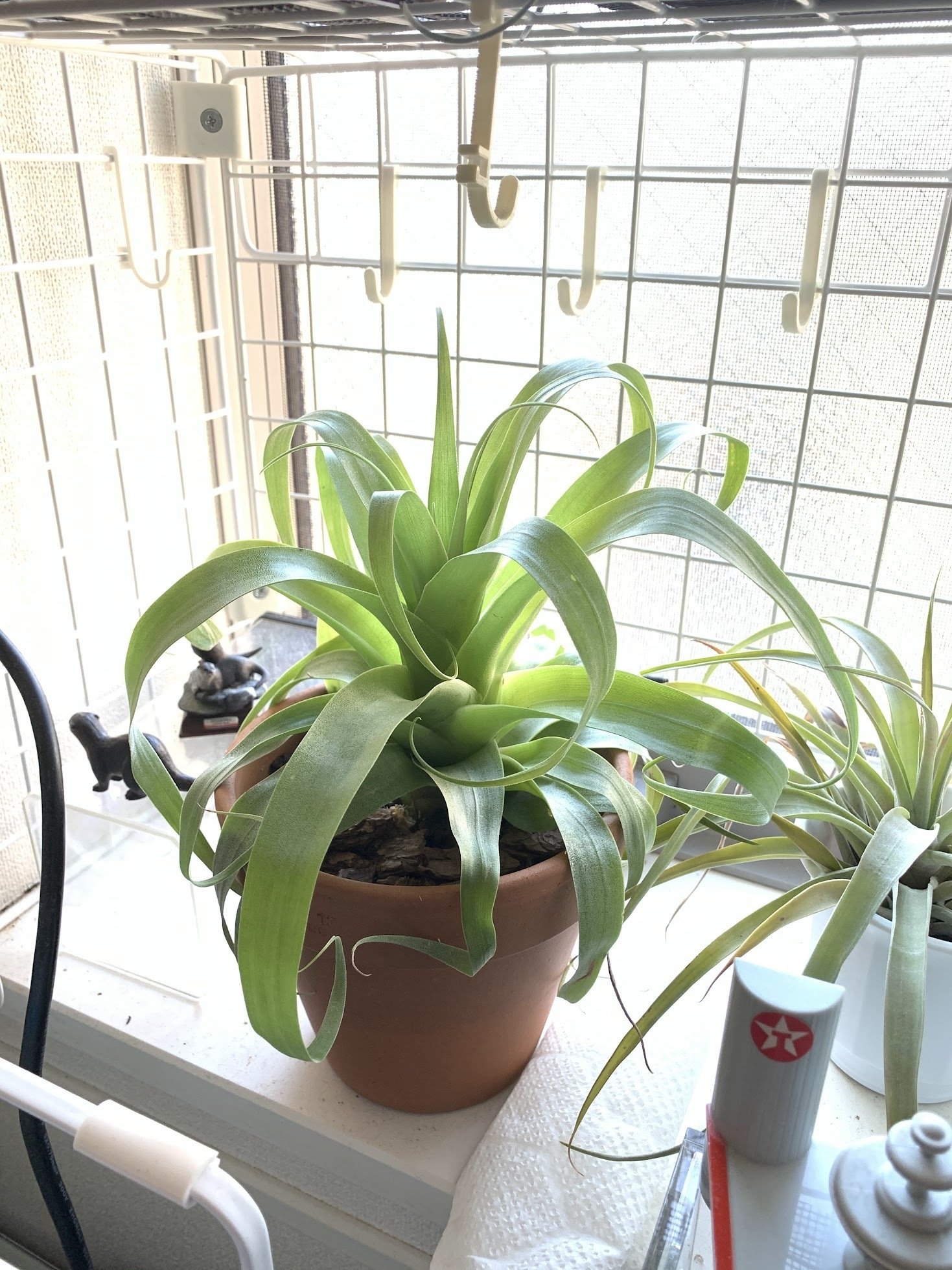 チランジア・サマンサ｜川獺るとら