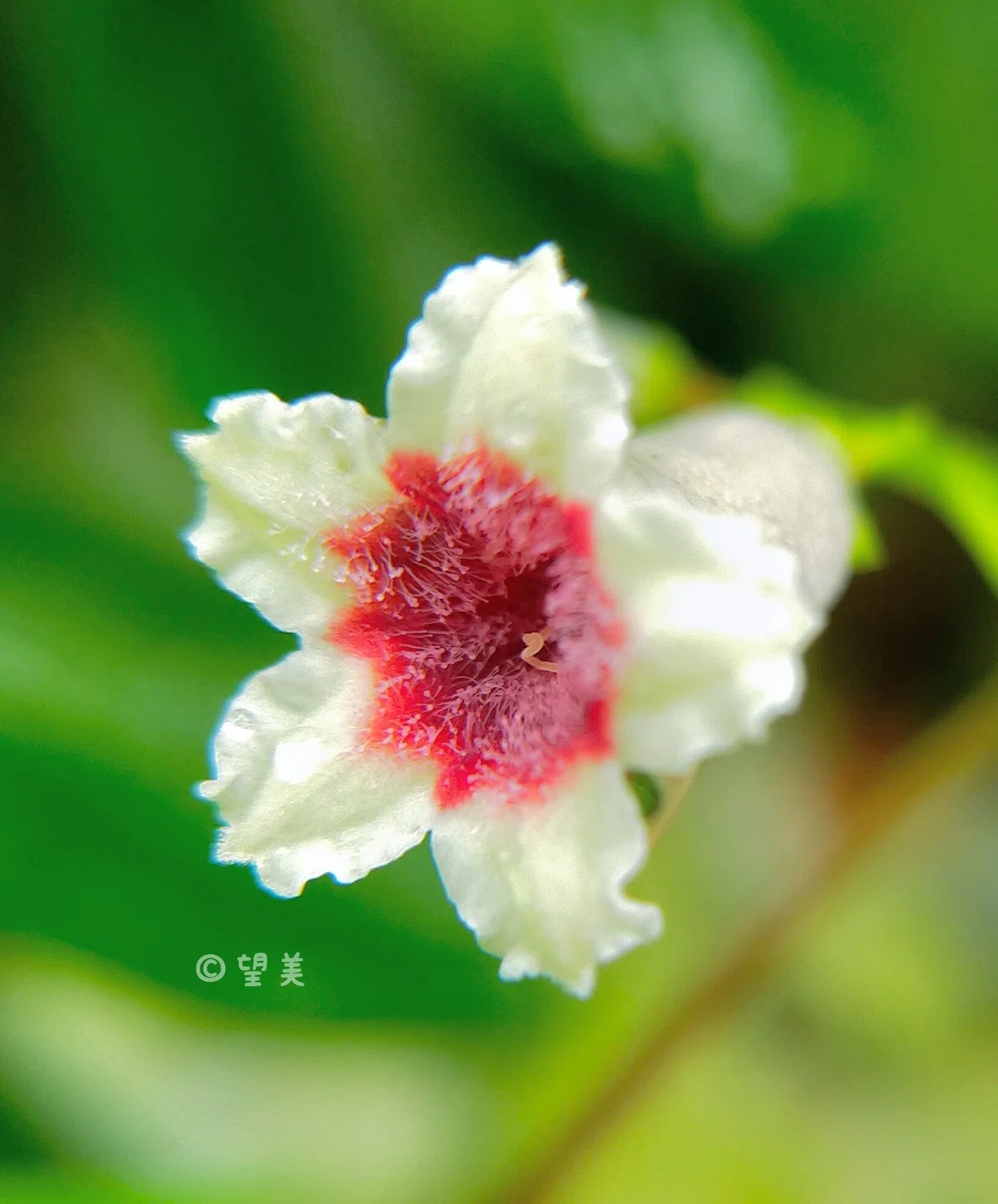 おはようございます(*´︶`*)綺羅光る へクソカズラや 紅愛し .*・゚ .*・゚ .*・゚|もも【花写真・棚田写真・もも写真】