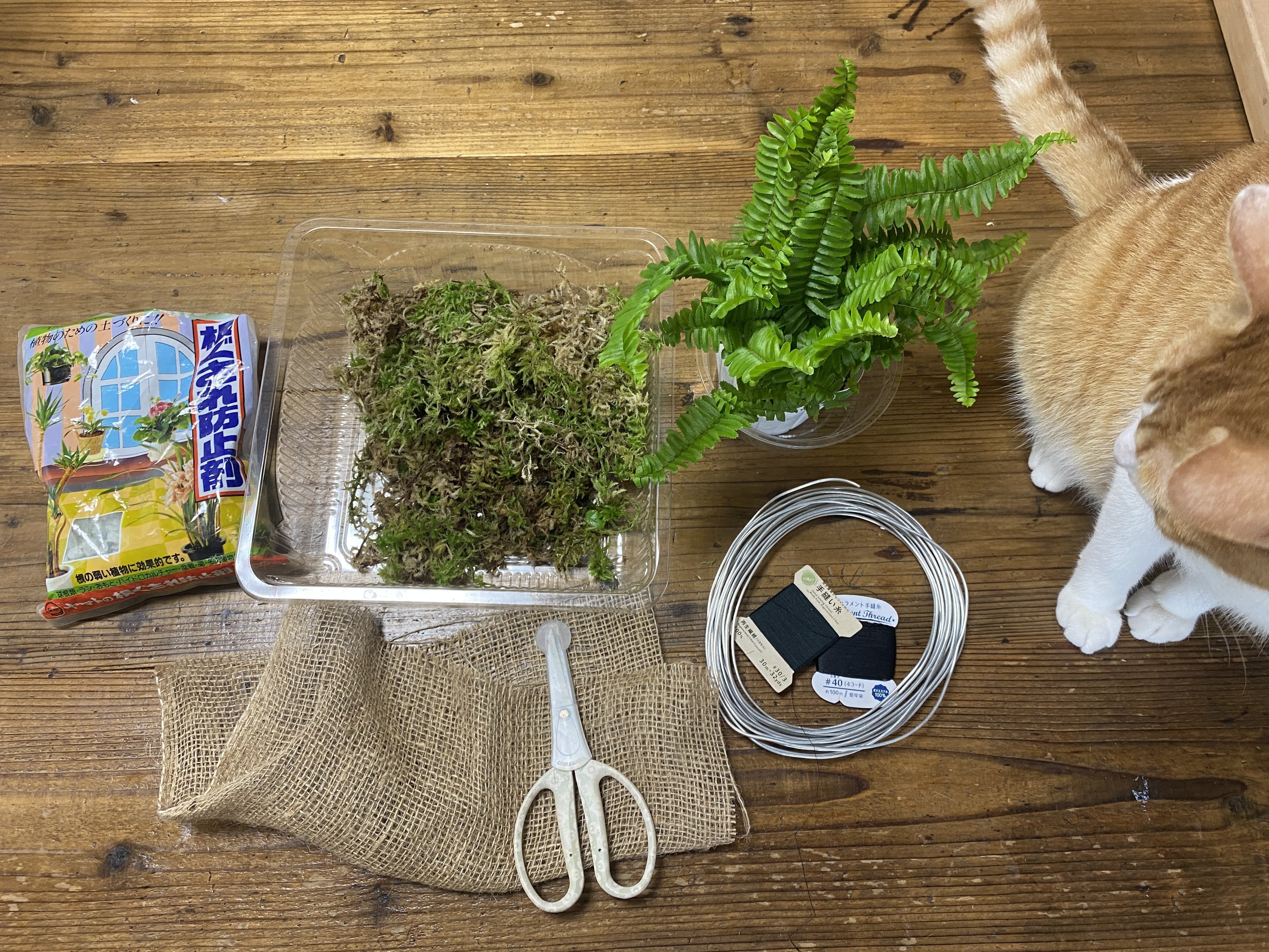 小さな植栽 苔玉を作ってみましょう｜ふれあいホームタウン｜広島県の