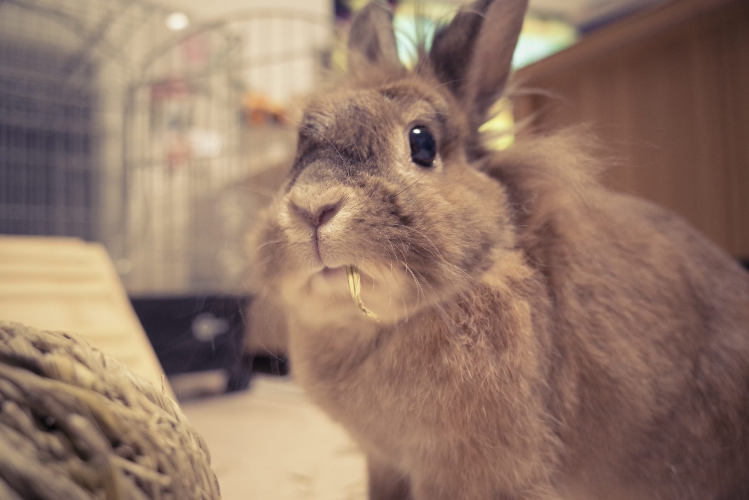 新訳 関根という名のうさぎ｜長瀬ほのか