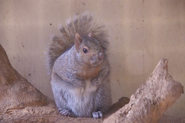 トウブハイイロリス図鑑 Eastern Gray Squirrel｜M_ayumi