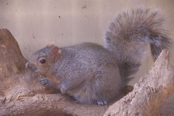 壁のぼり　ハイイロリス　剥製 壁のぼり ハイイロリス 剥製