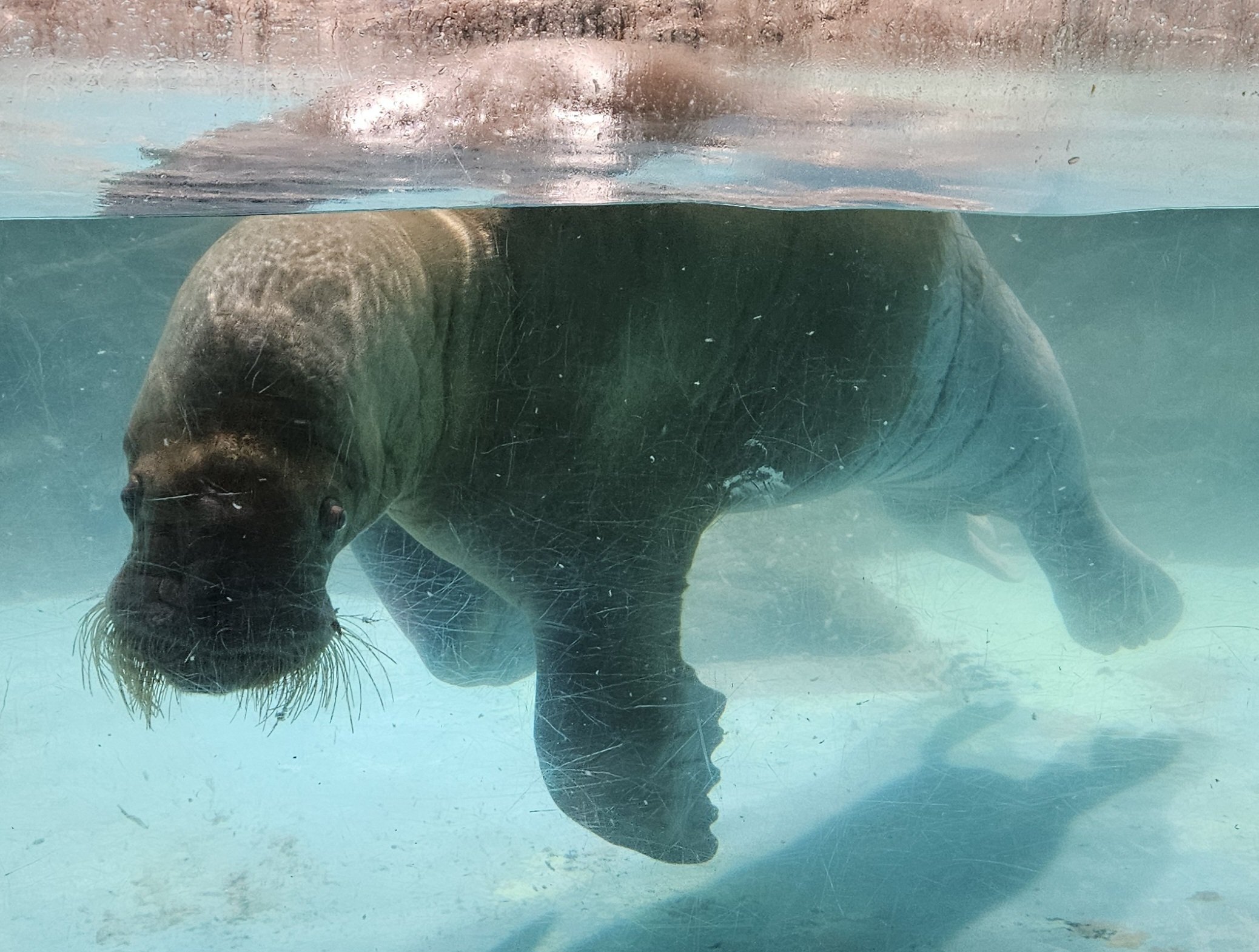 The Lost Universe 古代の巨大鰭脚類①鰭脚類の始まり｜美原さつき