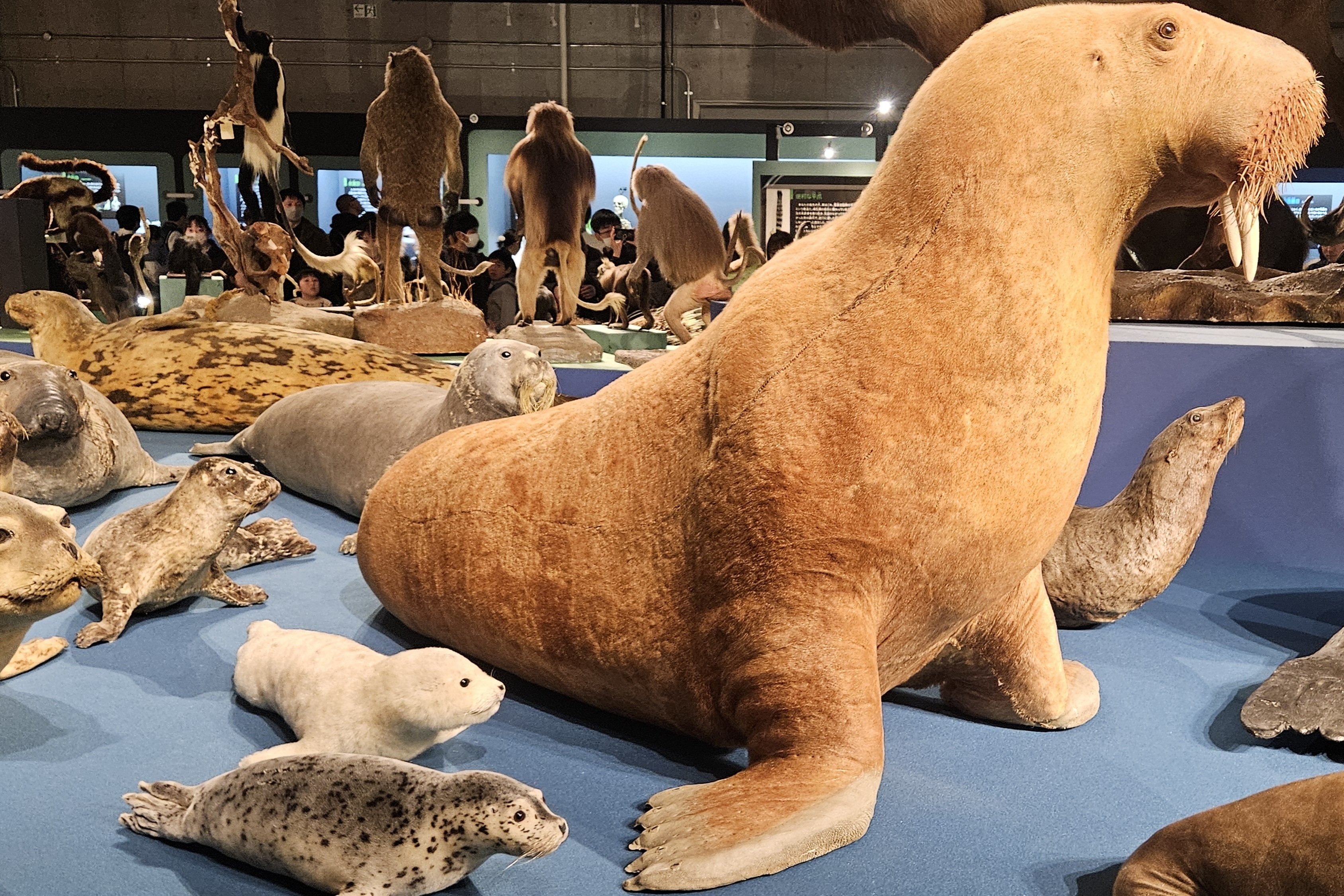 The Lost Universe 古代の巨大鰭脚類①鰭脚類の始まり｜美原さつき