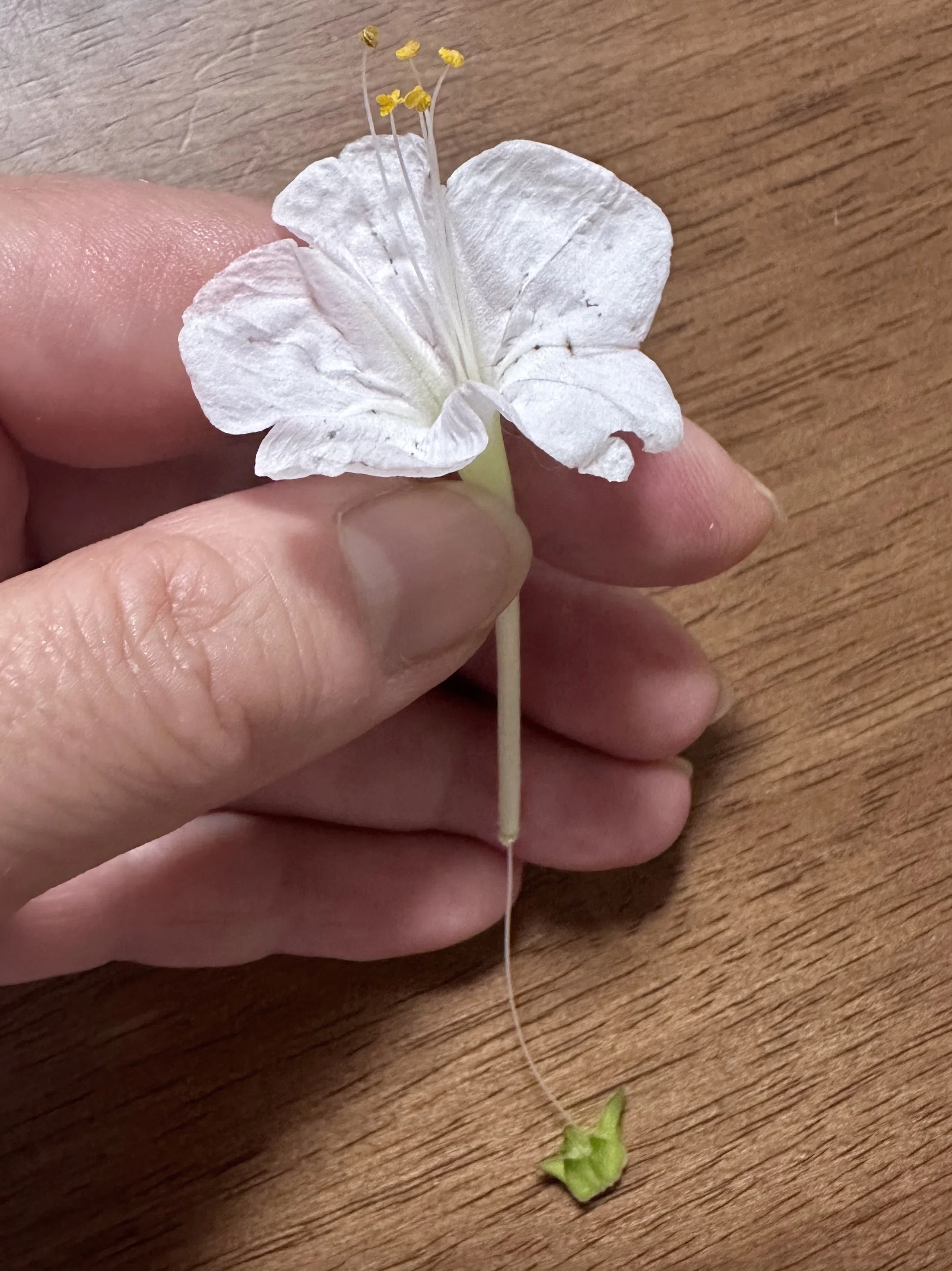 夏が似合う！ラテン原産、オシロイバナ（白粉花）｜ichirin