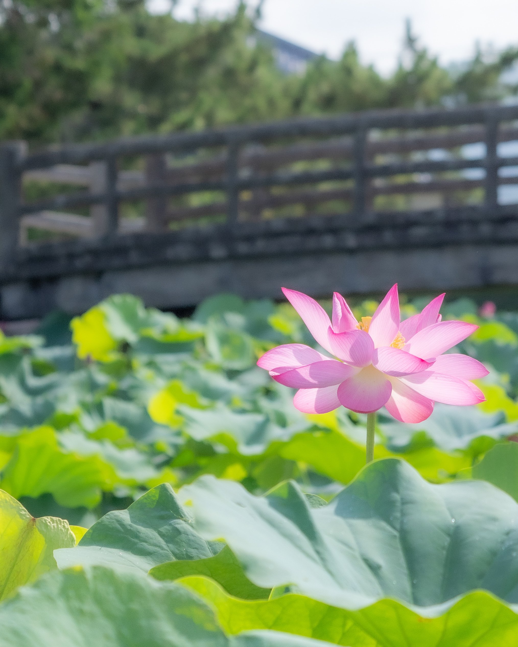 もみじ 50-200お迎え準備│OM SYSTEM｜もみじ卍ゅう/写真愛好家