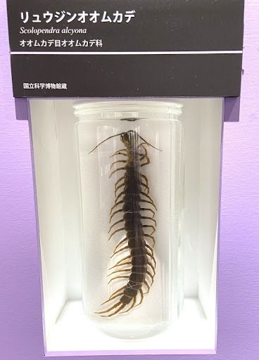 特別展「昆虫MANIAC」で昆虫たちの多様な生き方を体感