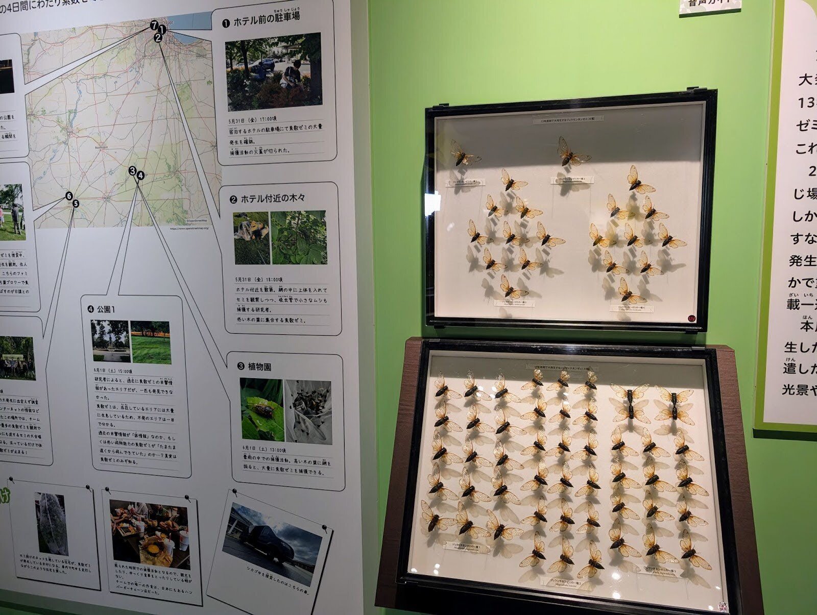 特別展「昆虫MANIAC」で昆虫たちの多様な生き方を体感！｜KADOKAWA児童