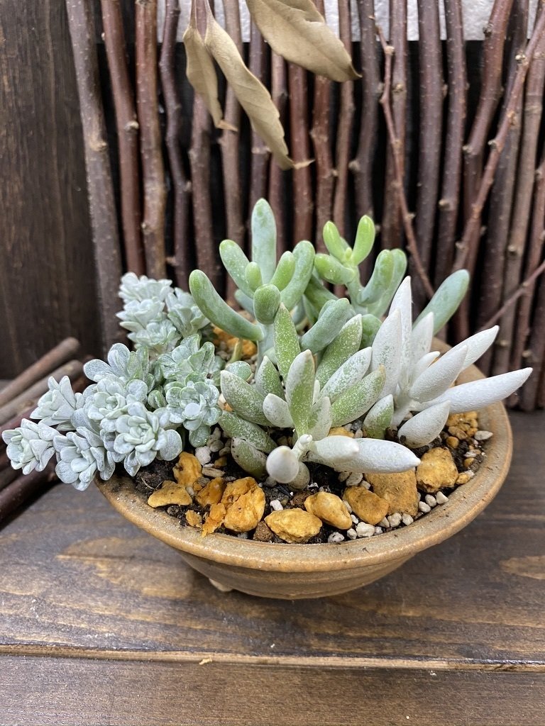 今週は多肉植物特集。その3：セダム一族。｜Ms'HIRO