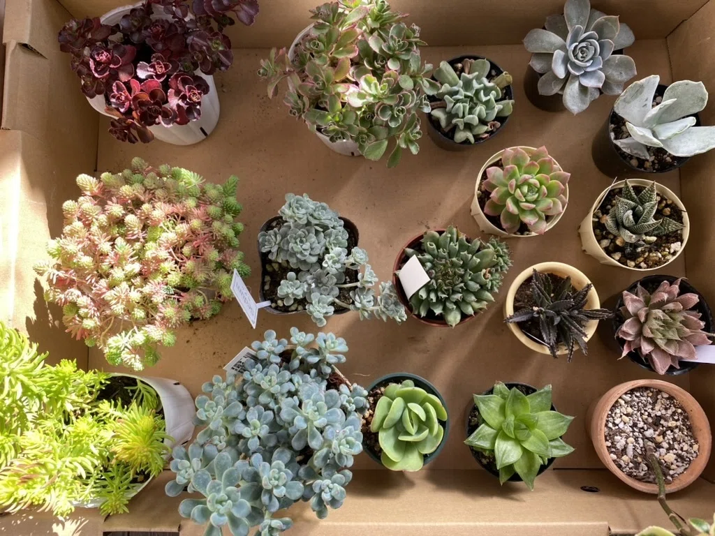 Top【選抜株】多肉植物　24932ダークナイト 9個　鉢無し/脱土 多肉植物デビューセット KN169-001 - 鹿児島県鹿屋市｜ふるさと
