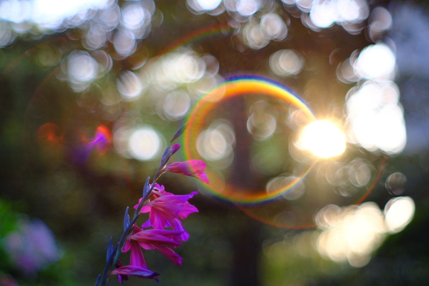 11 🔭Planar50mmF1.4 オールドレンズ|Ynofilm 11 🔭Planar50mmF1.4 オールドレンズ|Ynofilm