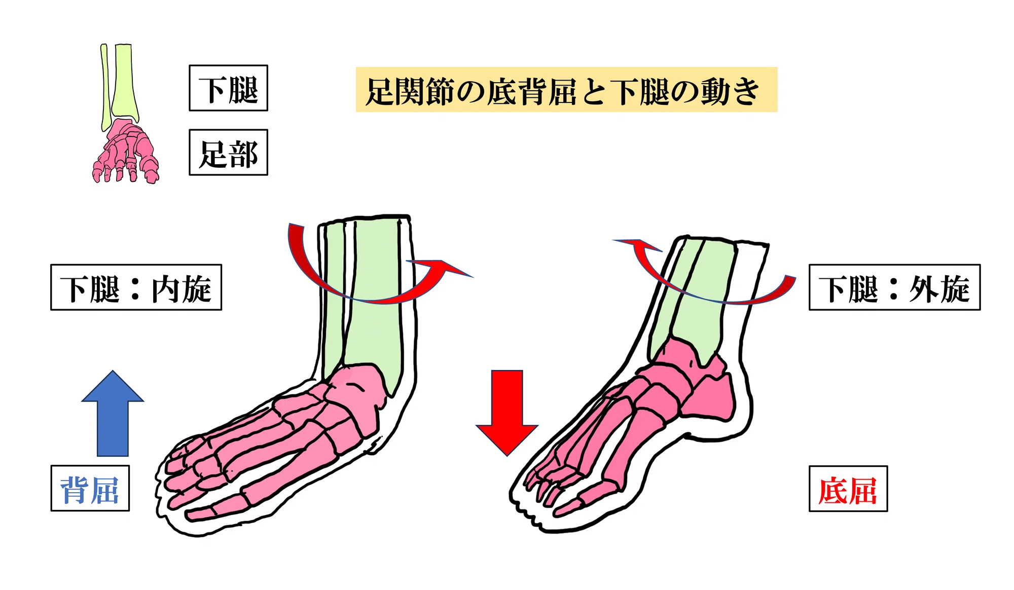 膝下O脚の解剖学とアプローチ – アナトミーリラクゼーション協会
