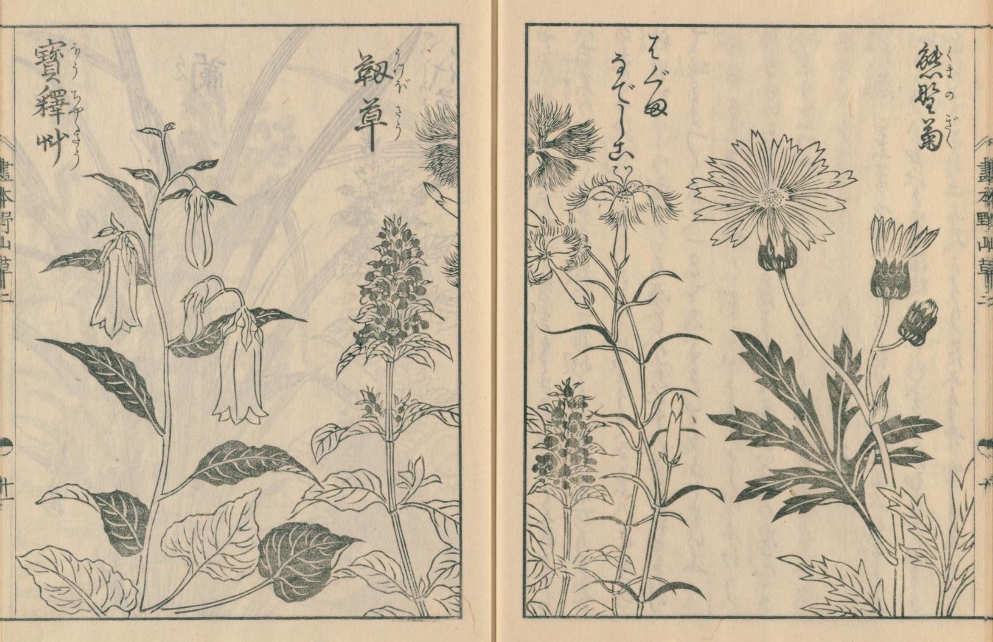 絵本野山草】(11) 熊野菊／なでしこ／うつぼ草／ほうちやく草／蕙蘭