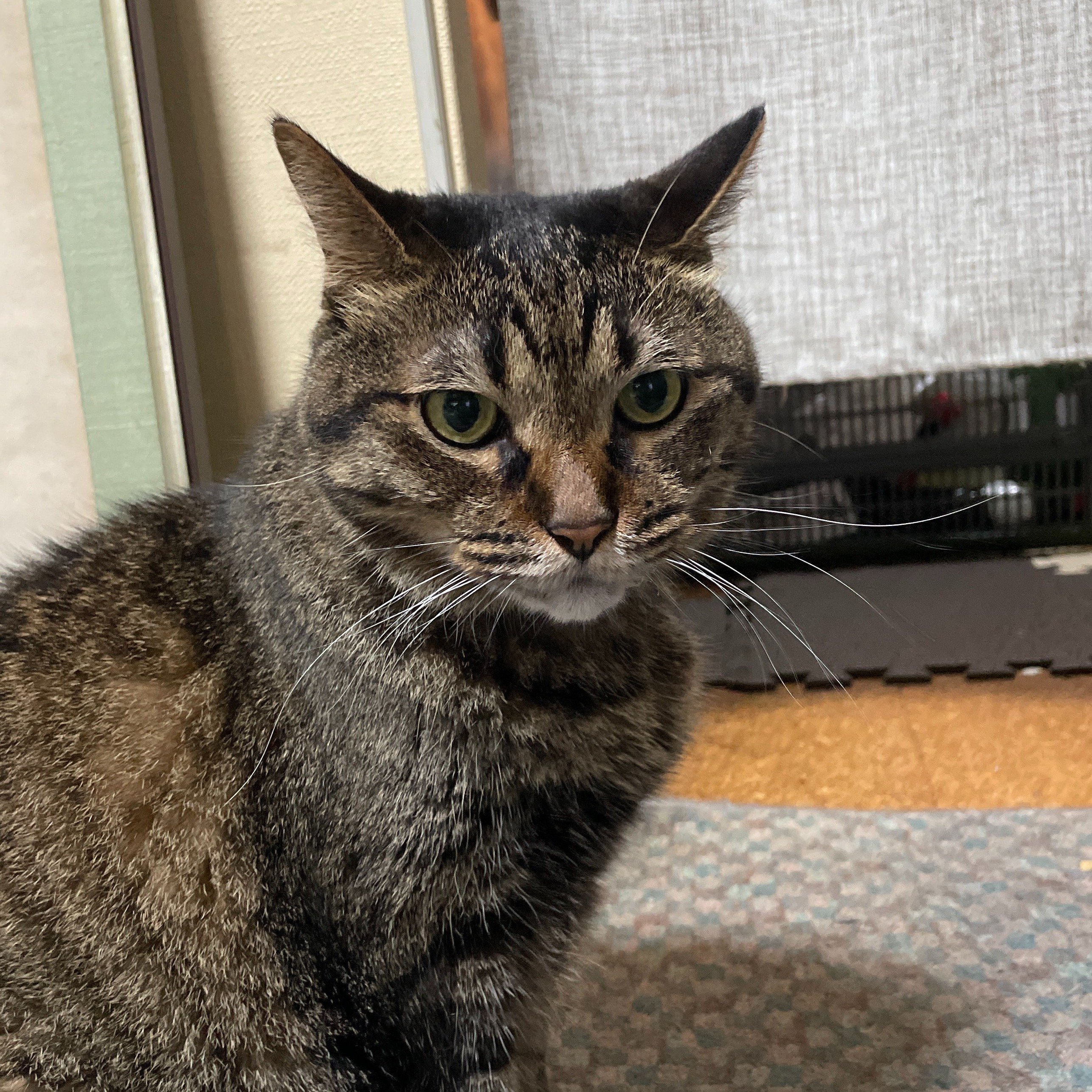 Catlog-BoardとCatlogを試してみた&続編｜畠山裕美（Hiromi Hatakeyama