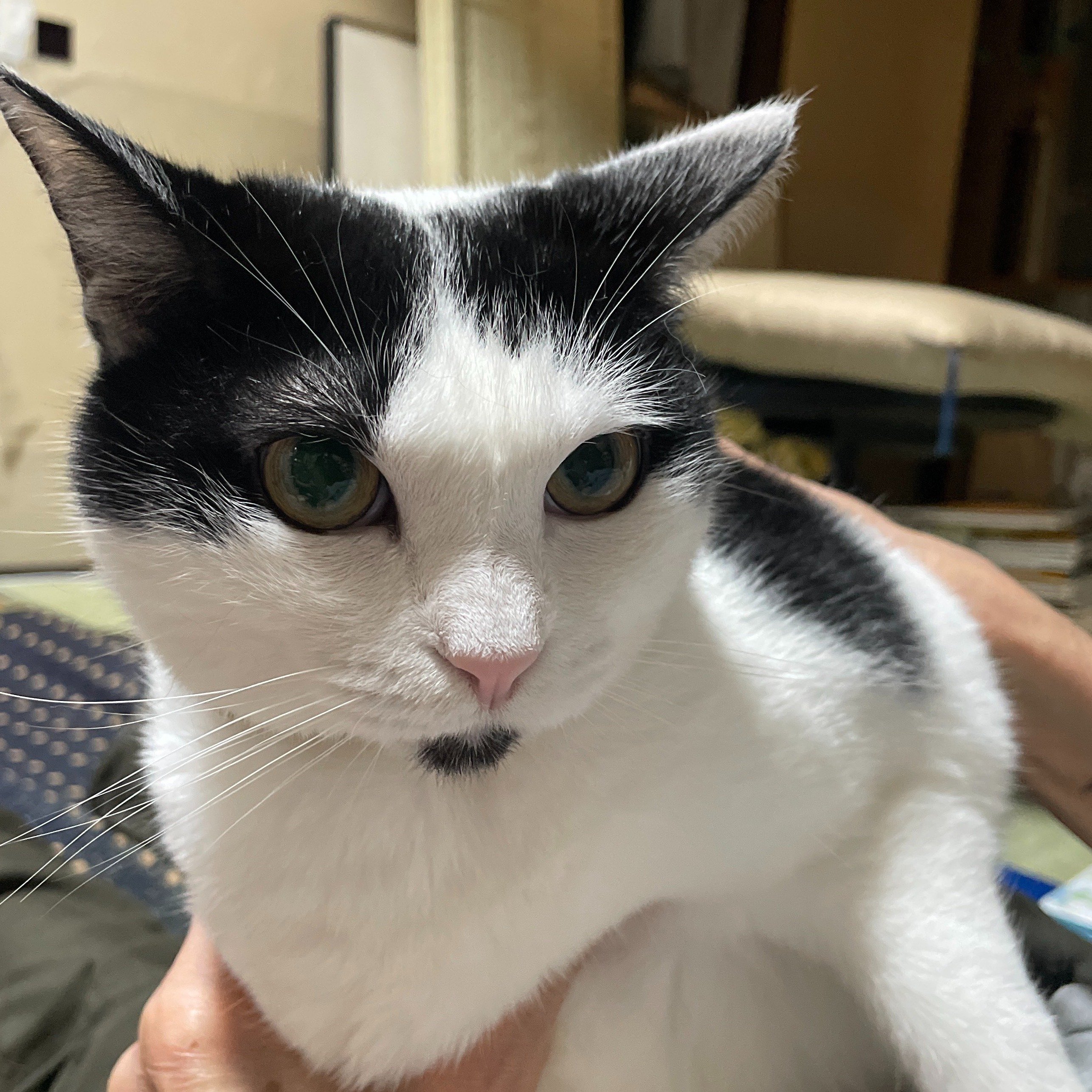 Catlog-BoardとCatlogを試してみた&続編｜畠山裕美（Hiromi Hatakeyama