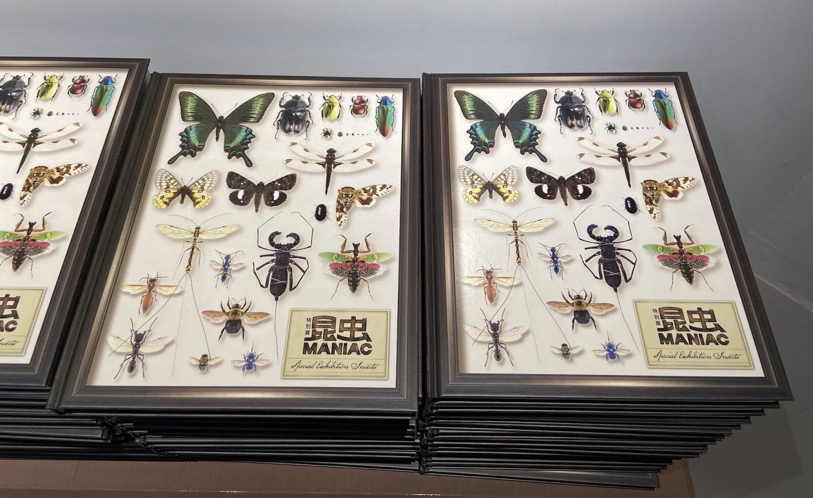 国立科学博物館　特別展「昆虫MANIAC 」　公式図録 グッズ・図録｜昆虫 MANIAC 国立科学博物館特別展