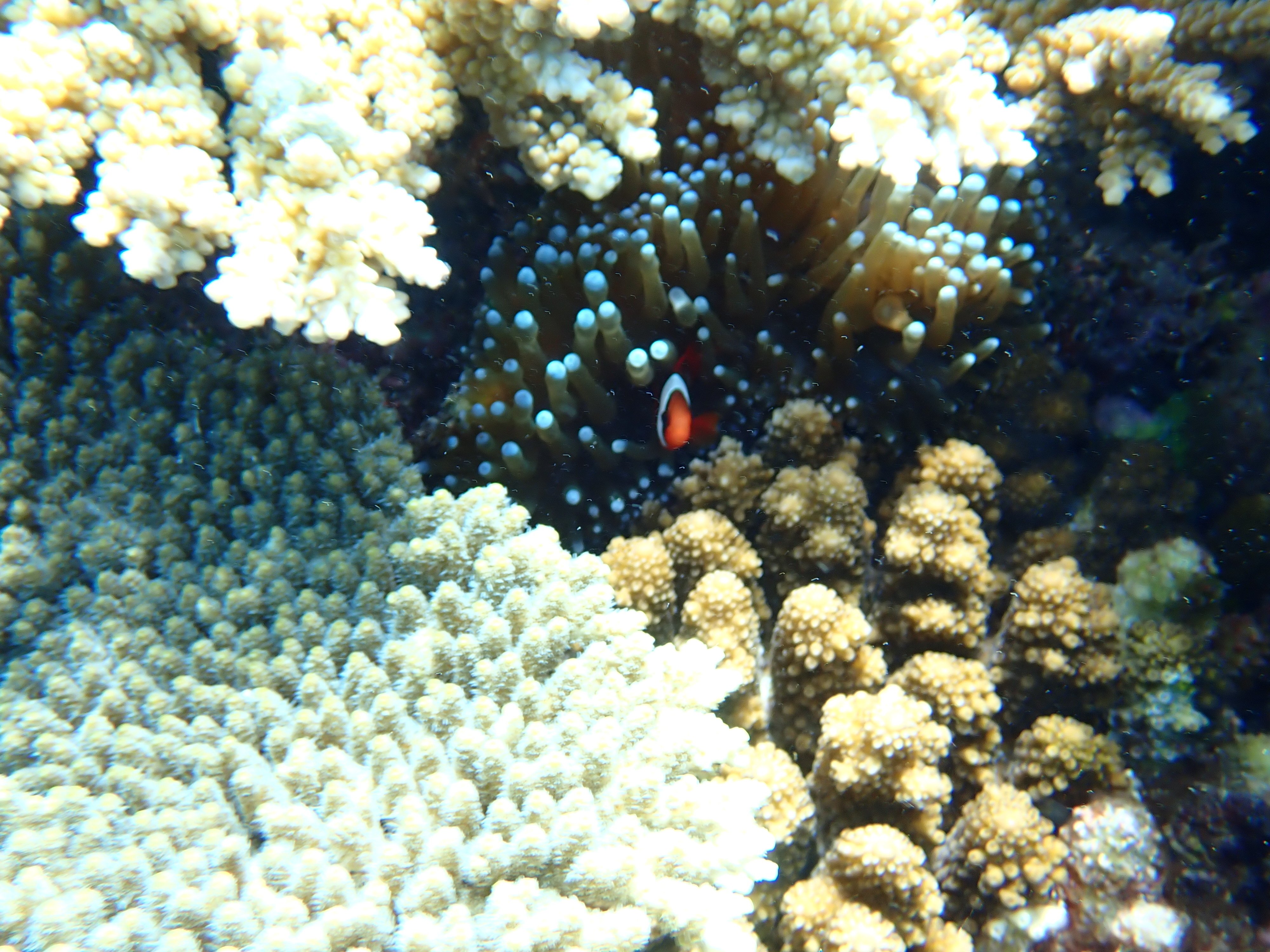 宮古島-八重干瀬(ヤビジ) |シュノーケリング｜こころ