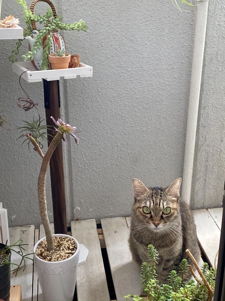 今週は多肉植物特集。その4：復活のアエオニウム。｜Ms'HIRO