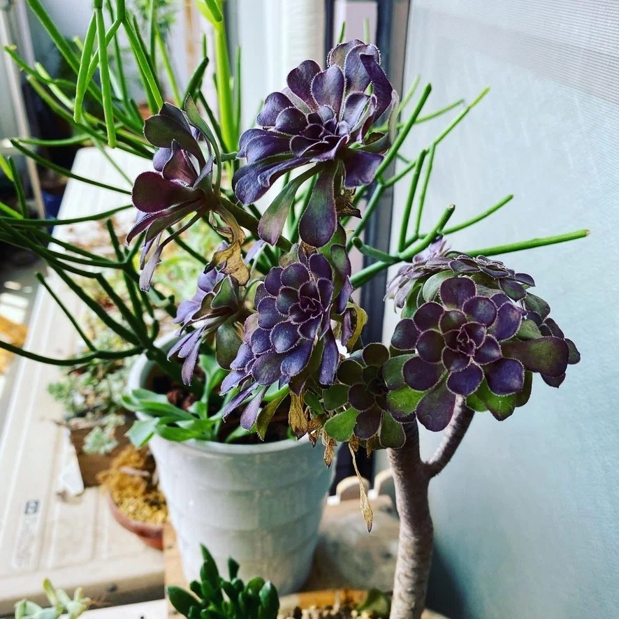 今週は多肉植物特集。その4：復活のアエオニウム。｜Ms'HIRO