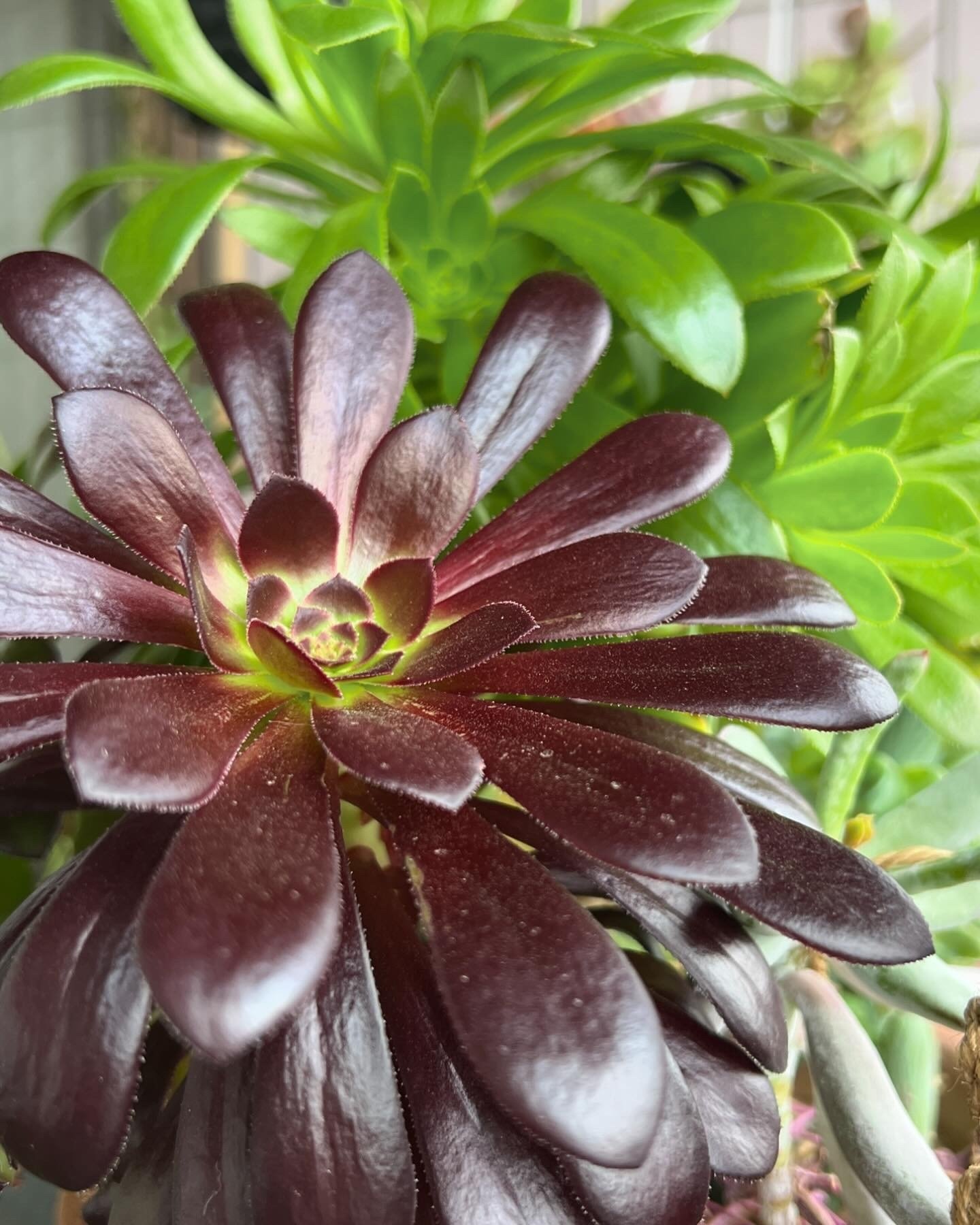 今週は多肉植物特集。その4：復活のアエオニウム。｜Ms'HIRO