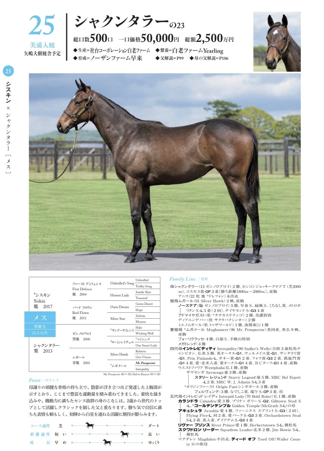 シルク募集時評価2024年 関東馬②｜サンデーDサイレンス