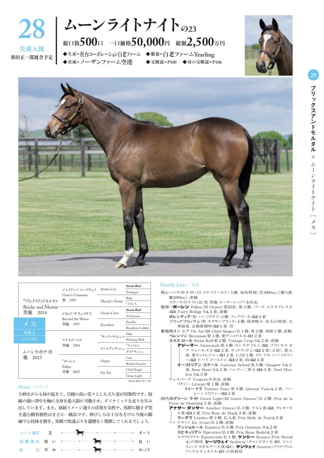 シルク募集時評価2024年 関東馬②｜サンデーDサイレンス