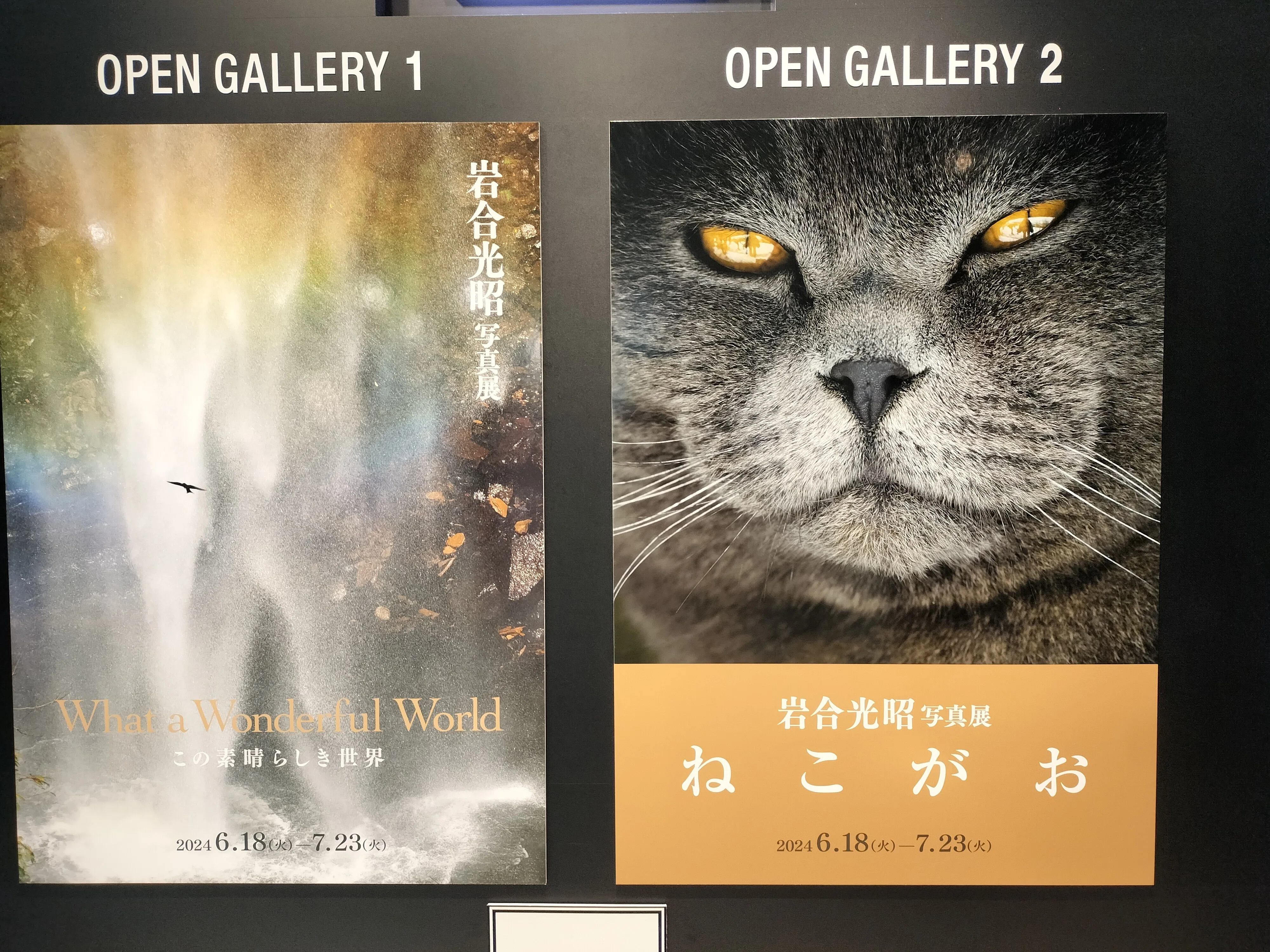 宇宙からやってきた猫に会いに行った｜エト