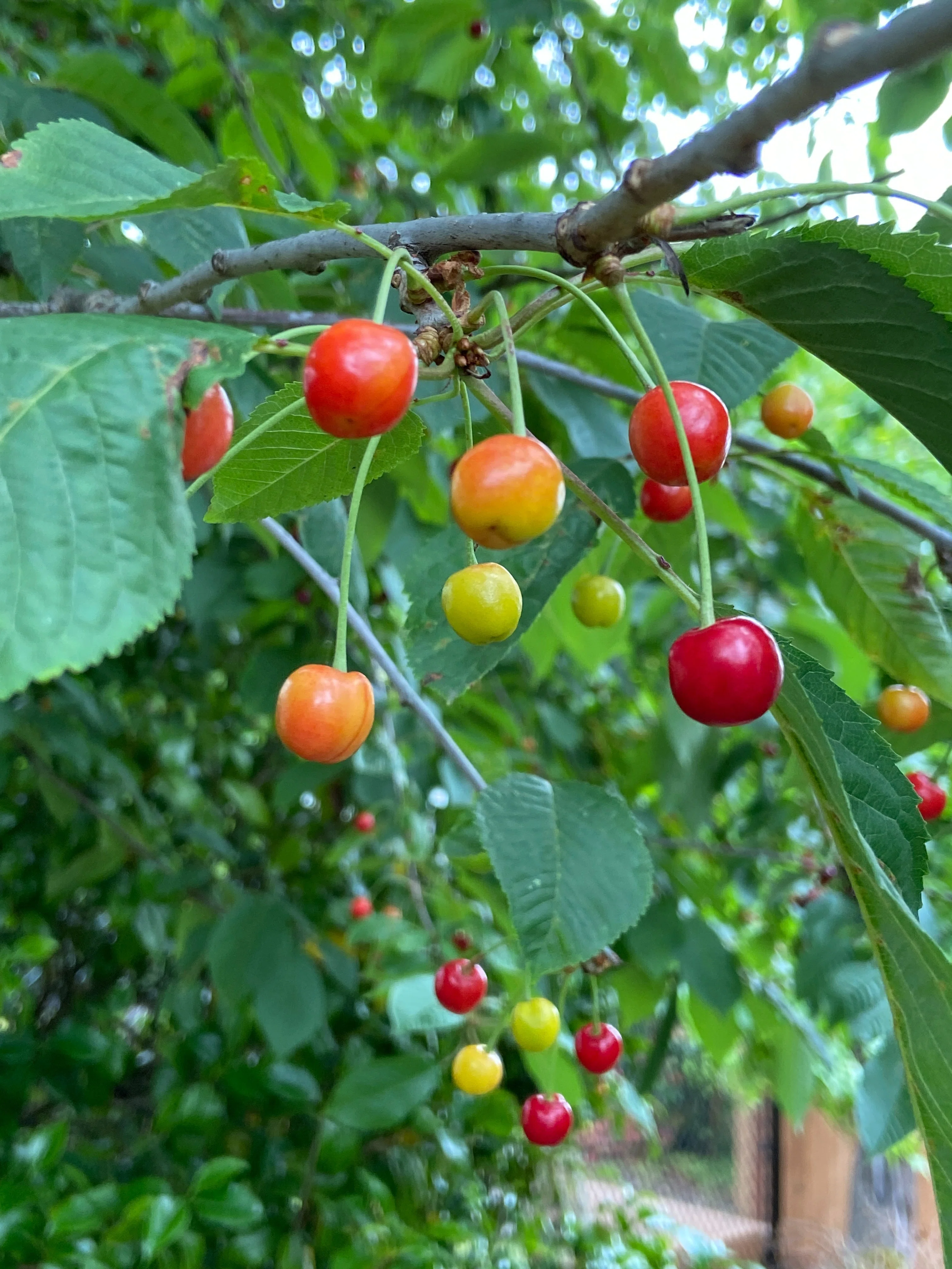 The Secret of the Garden Cherry Tree｜カナダで時々お抹茶（西島わけい）